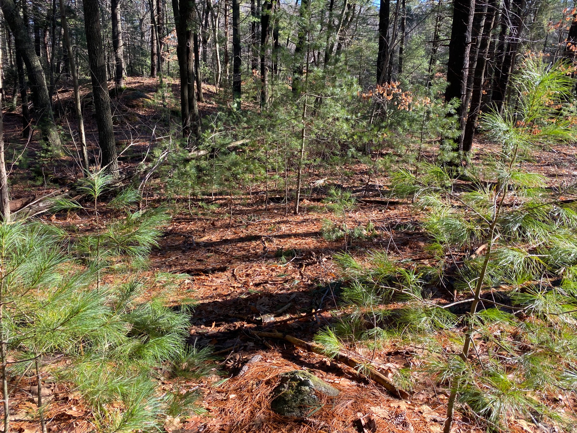 Sometimes, it seems that Middlesex Fells is named that because 33% of the trees have fallen down. Bu