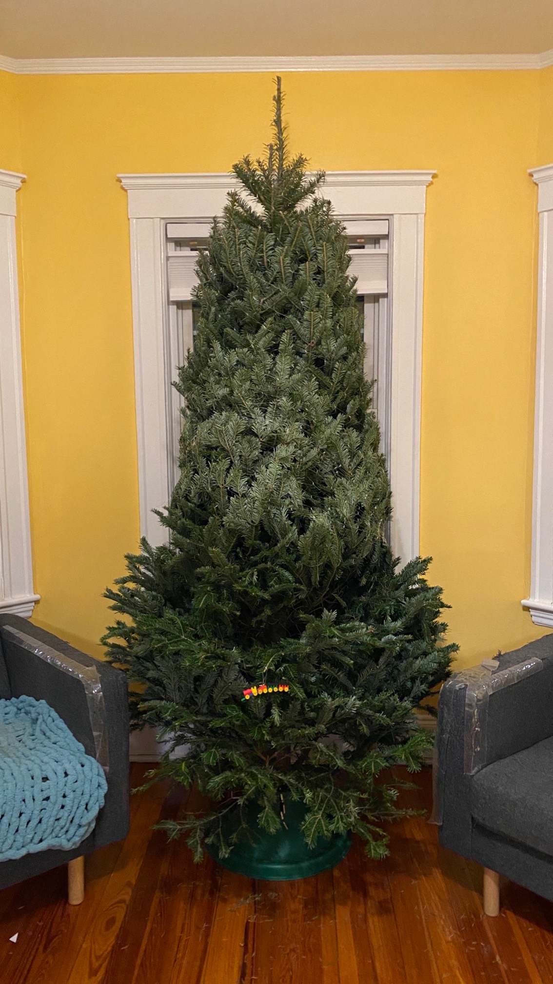 Tree got.