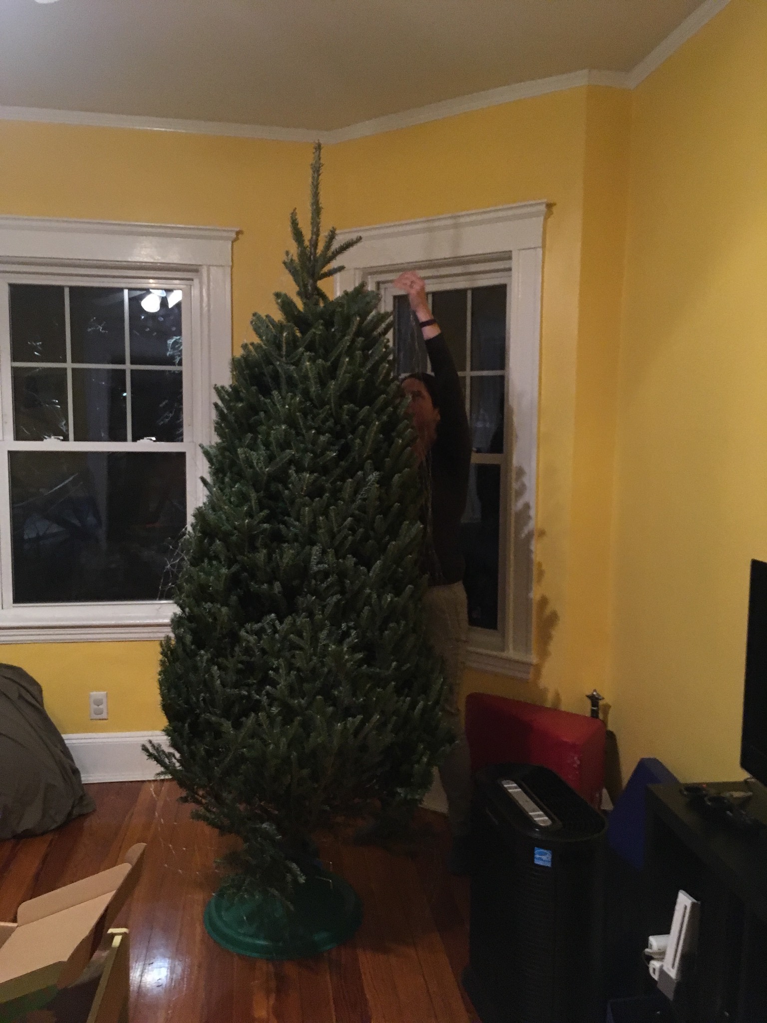 The tree is standing!