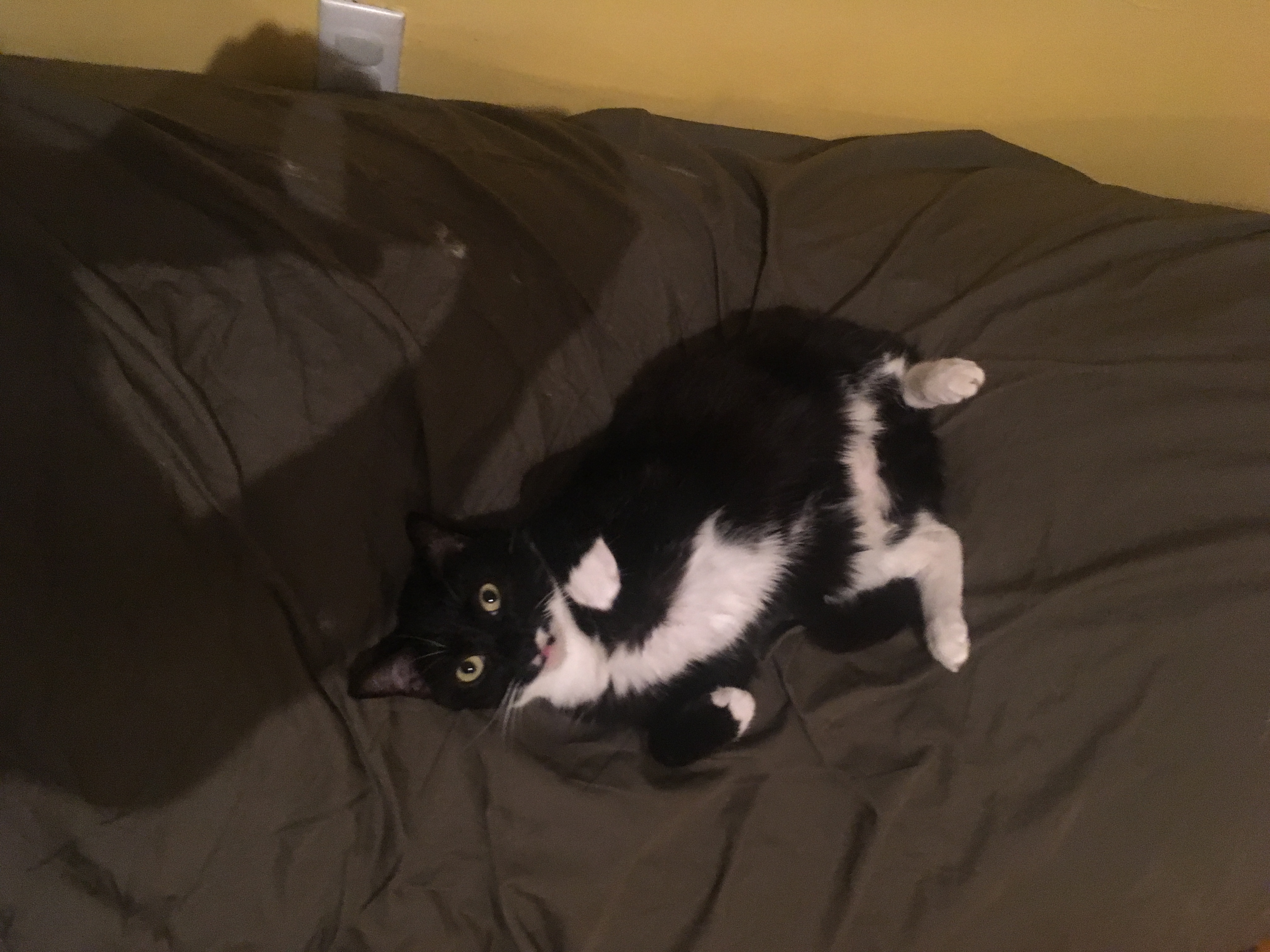 Wily, the epitome of dignity