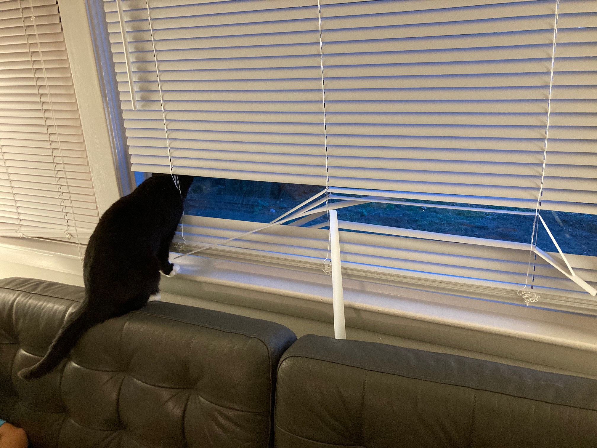 The cat desire path