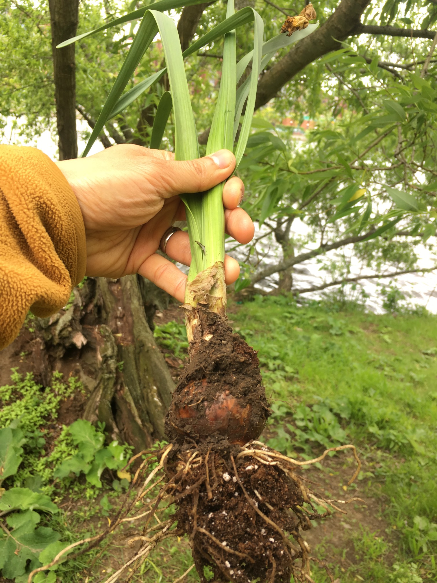 Tim discovered onions growing on the Esplanade!