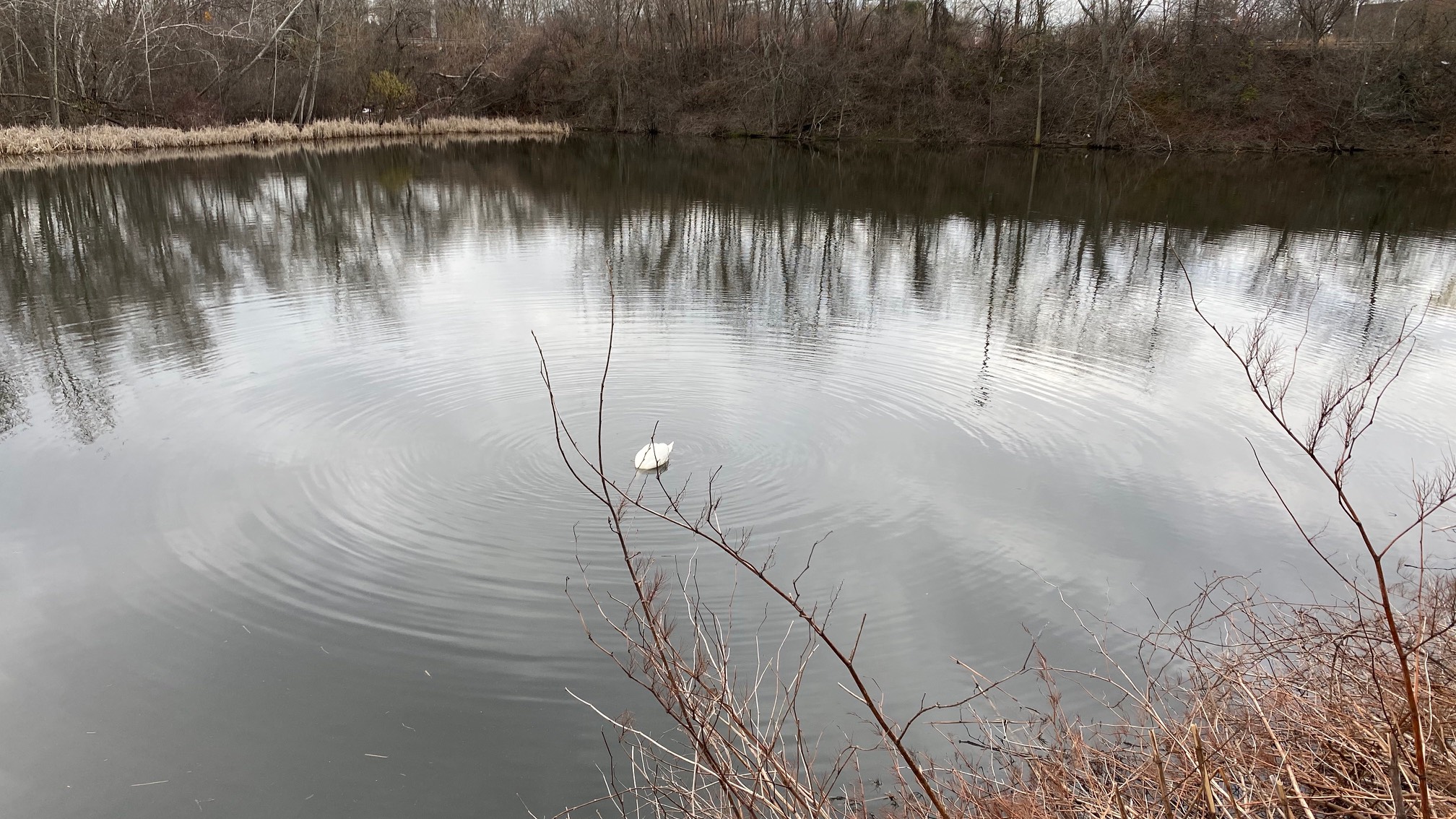 Ran for 50 minutes. Saw this swan socially distancing.