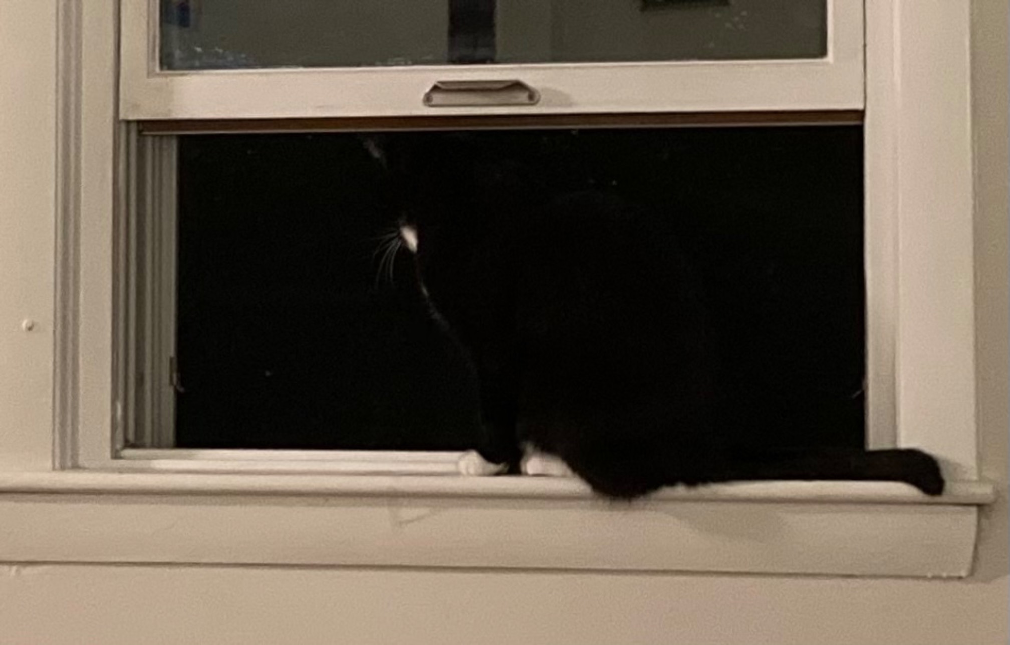 Night cat