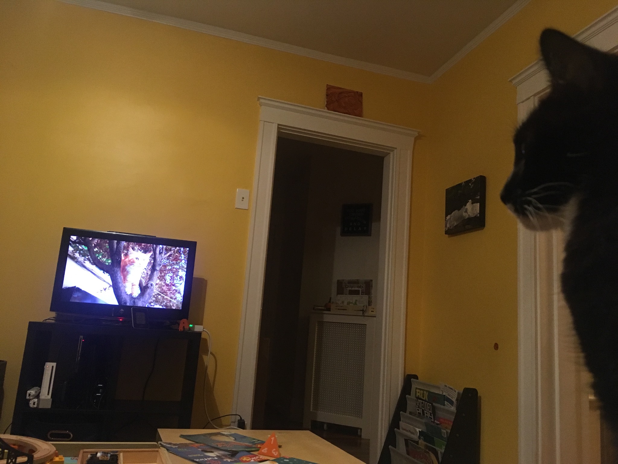 Wily's into Kedi. Which is a really good cat documentary. It's on Kanopy, which is often free depend
