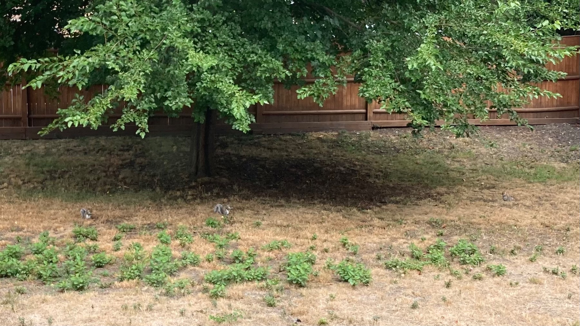 Squirrel meetup