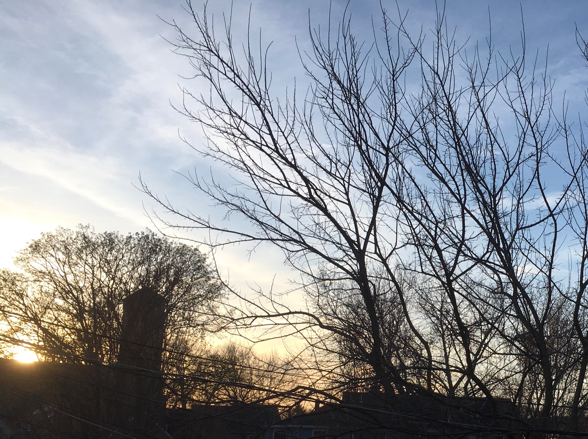 Trees just look kinda evil sometimes.
