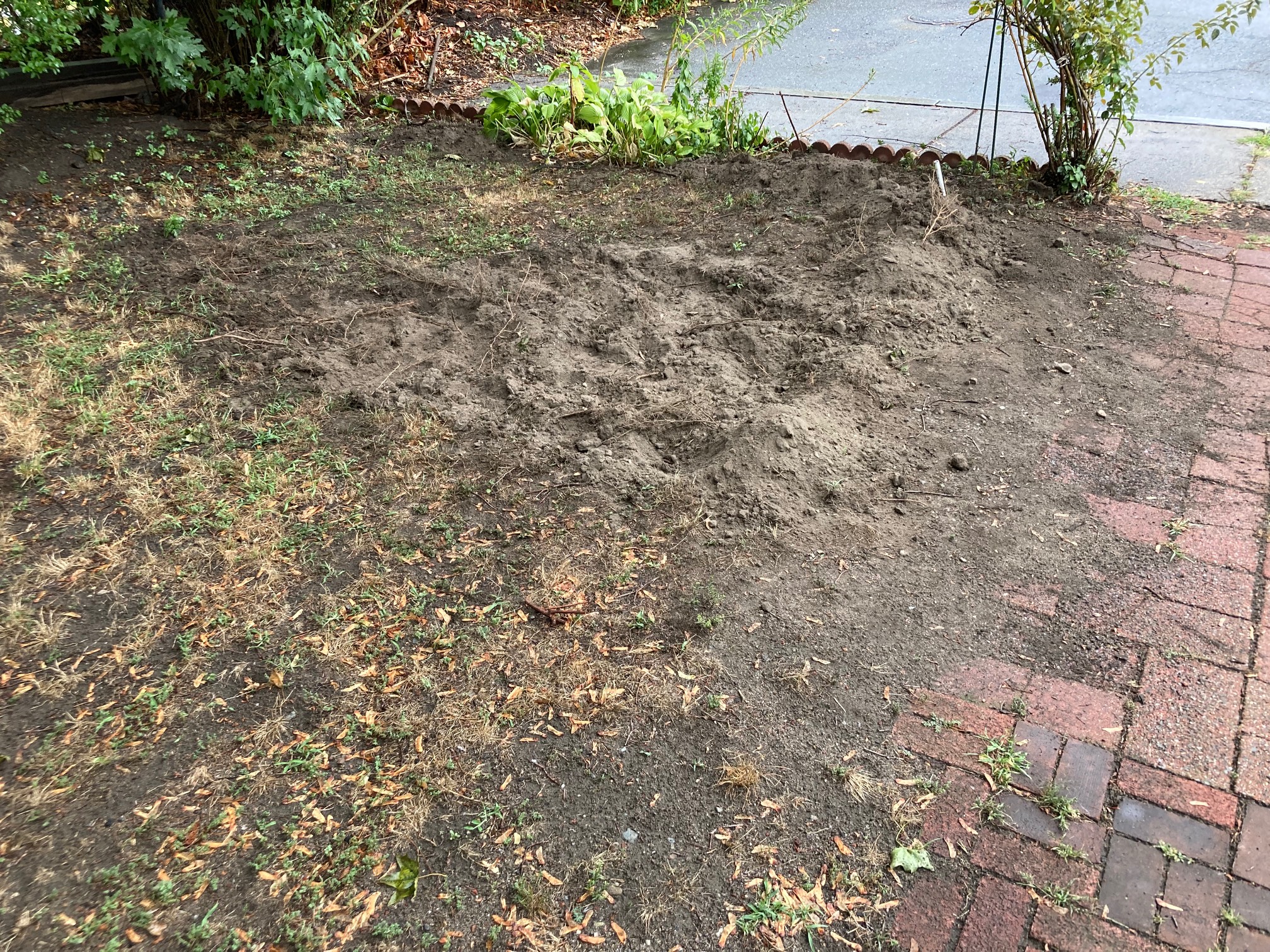 I started digging up a depression for a rain garden. The first pass went fairly well, and digging wa