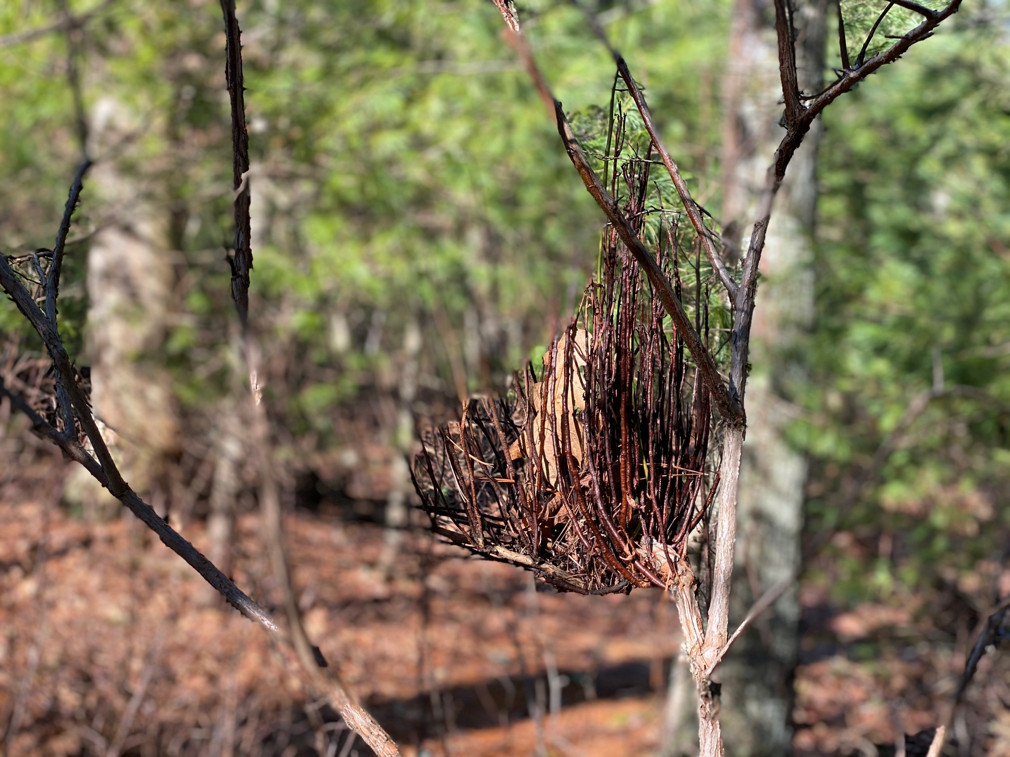 I wonder if there is a name for one part of a tree growing way more densely than the others. We thou