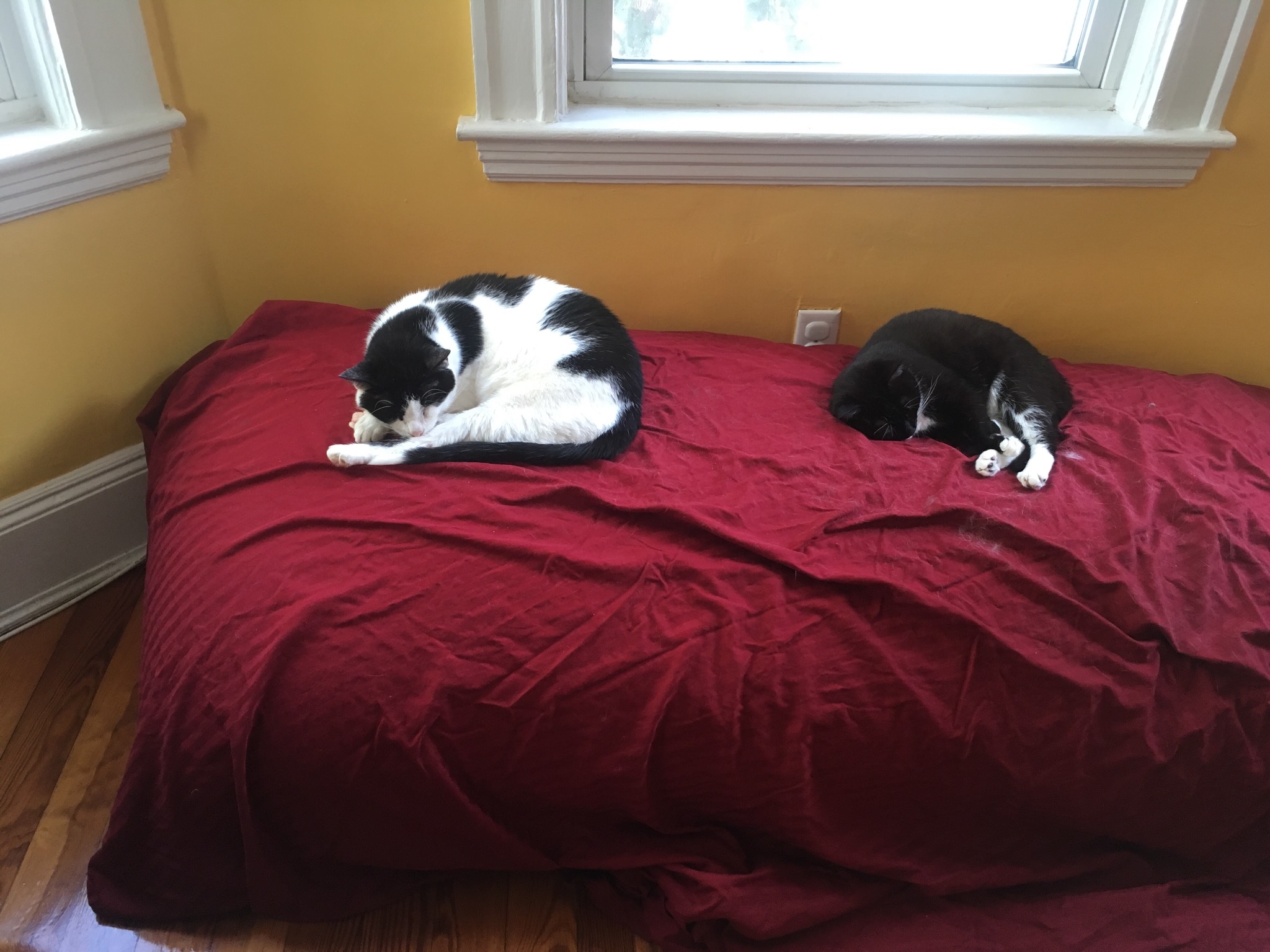 Yesterday's bean bag colony