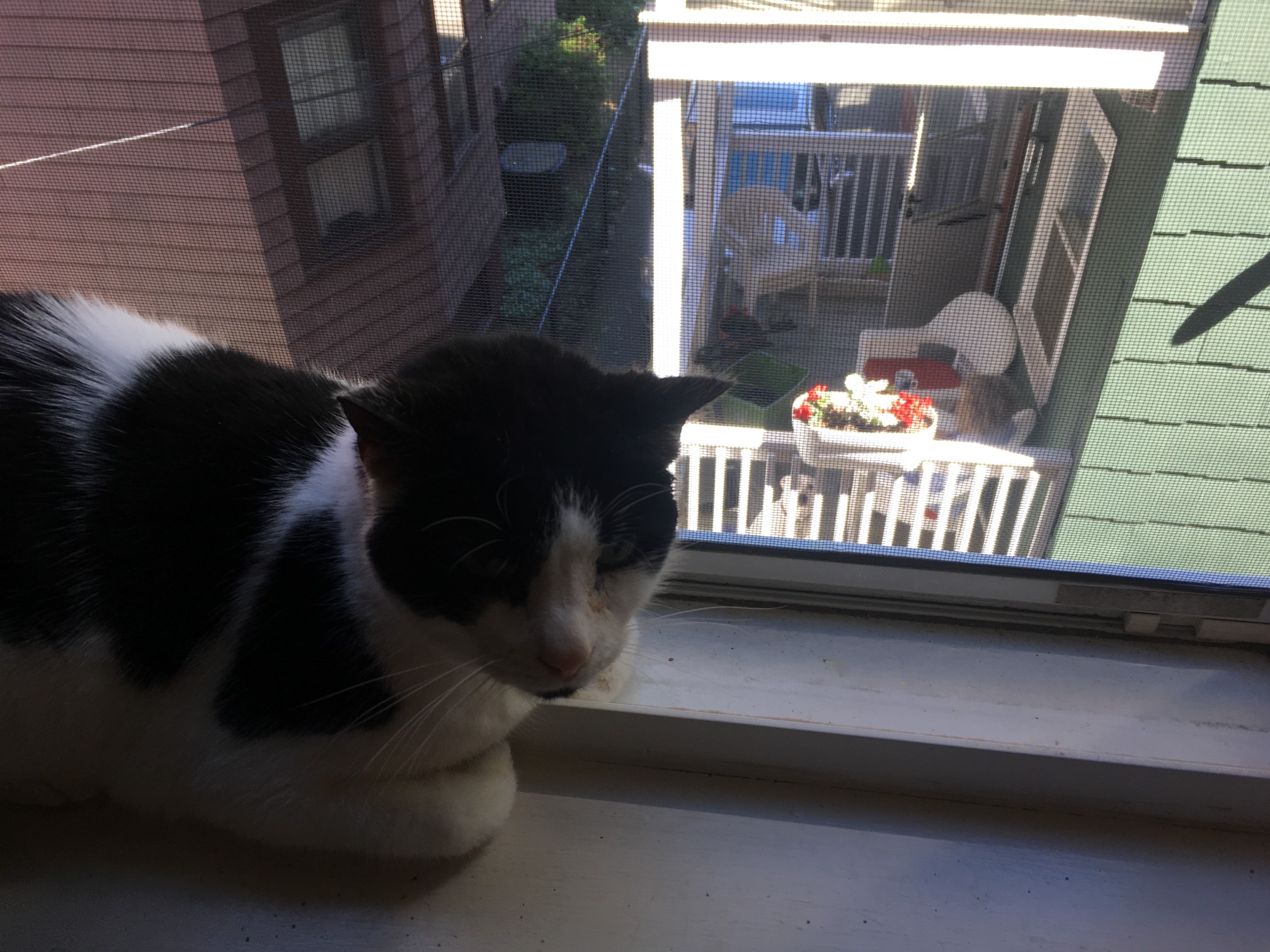 Smidgeo-watchin' dog