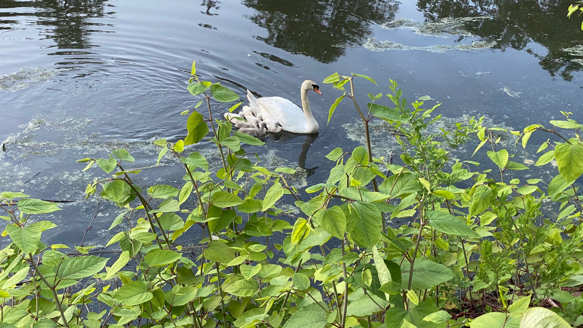 Swanlings!