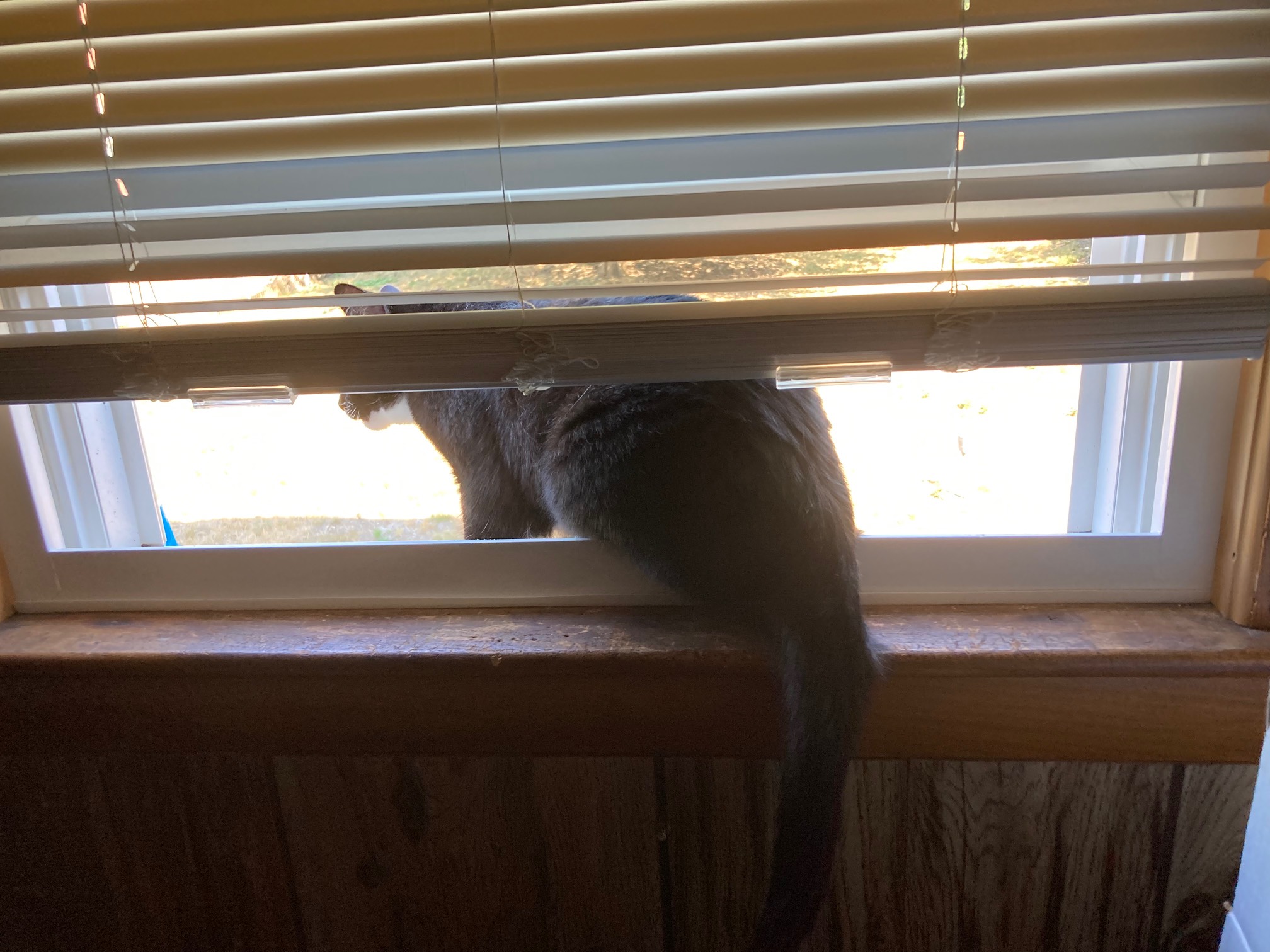 I did not notice that the screen was up on this window. Wily already escaped once today. I only noti