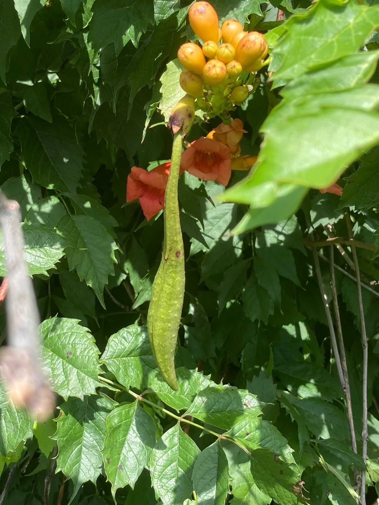 Trumpet tree buds: Unsettling