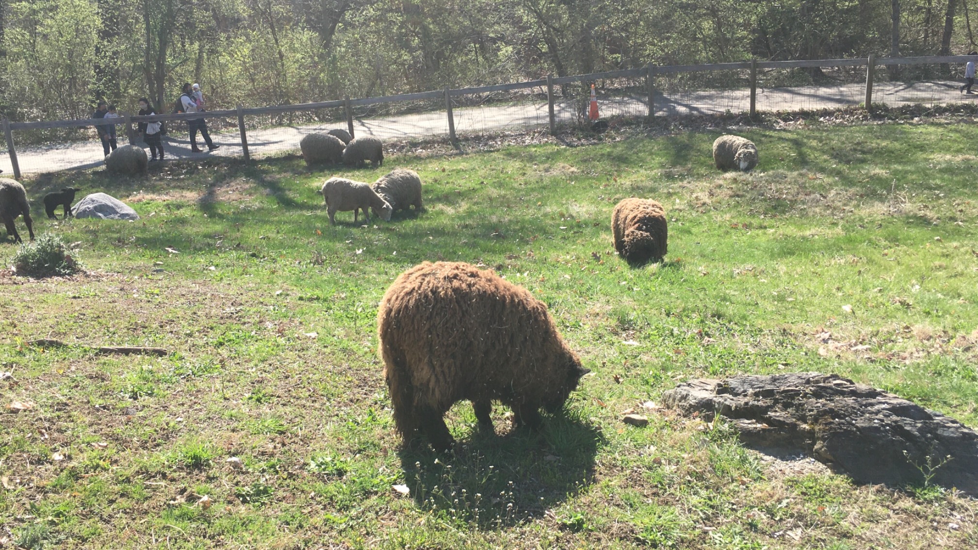 If you make a sheep brown, it looks like a mini mammoth.