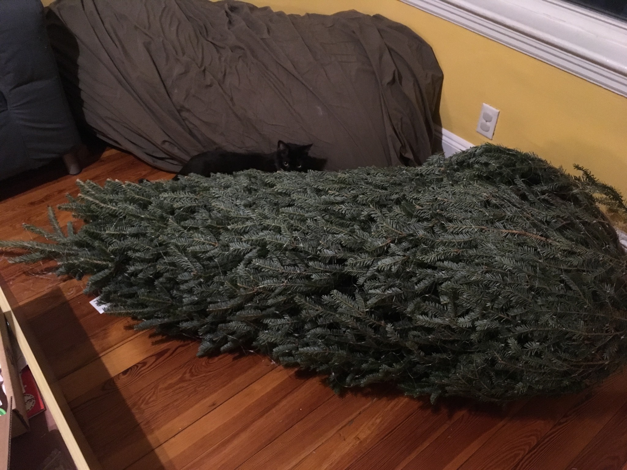 Tree!