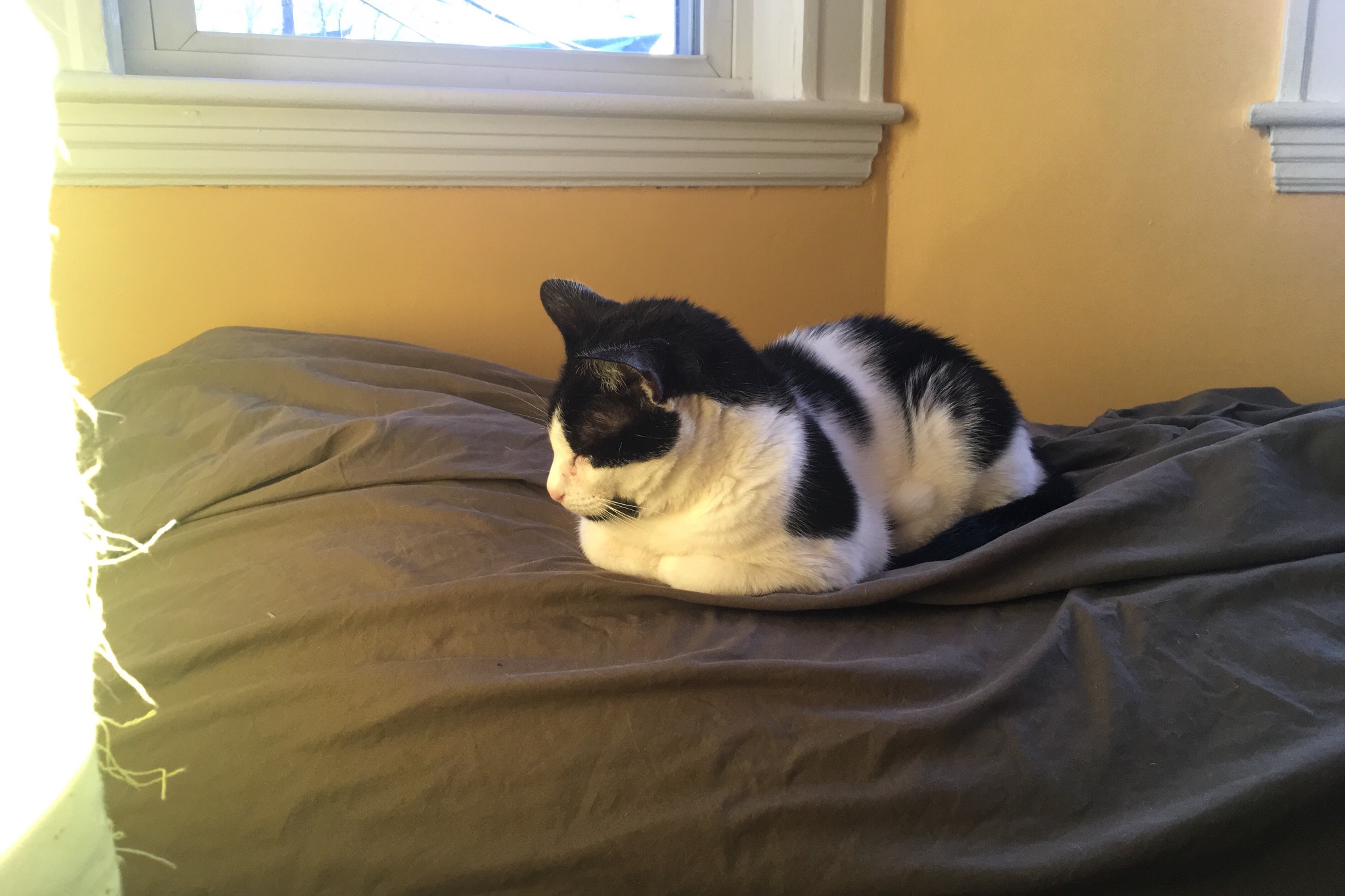 The Golden Loaf