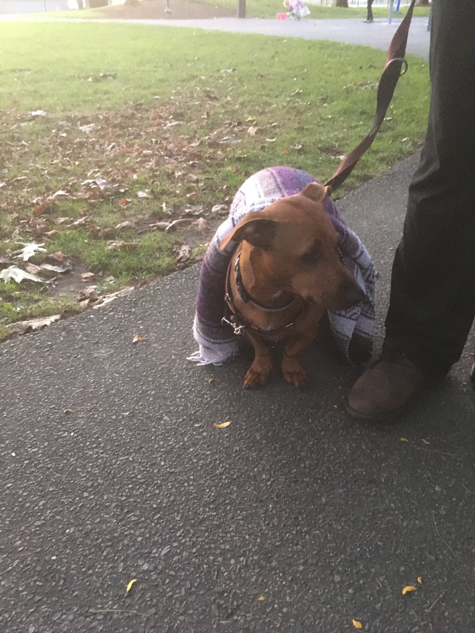 Dog with blanket