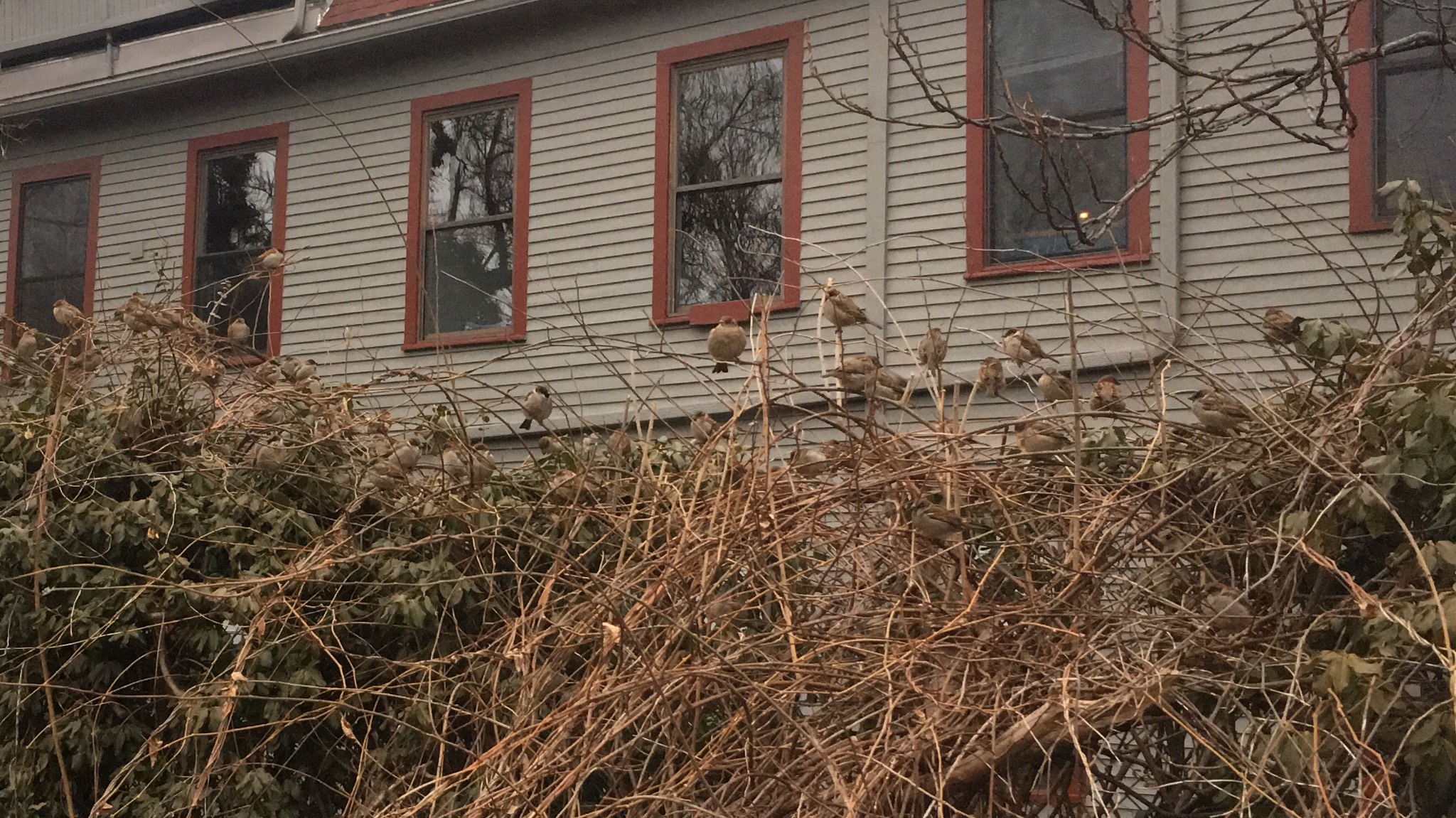 I saw a ton of birds this afternoon.