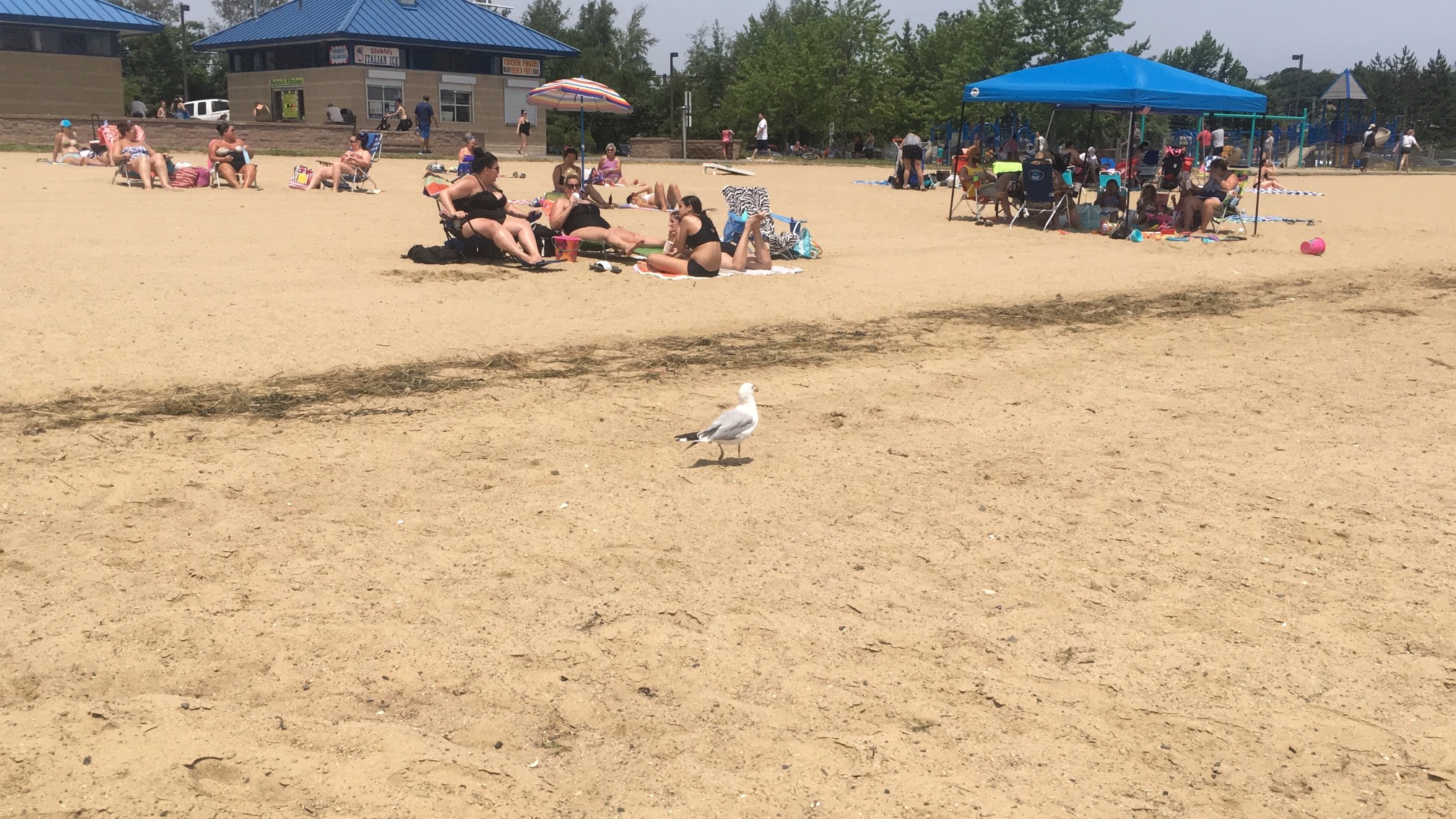 Cool bird