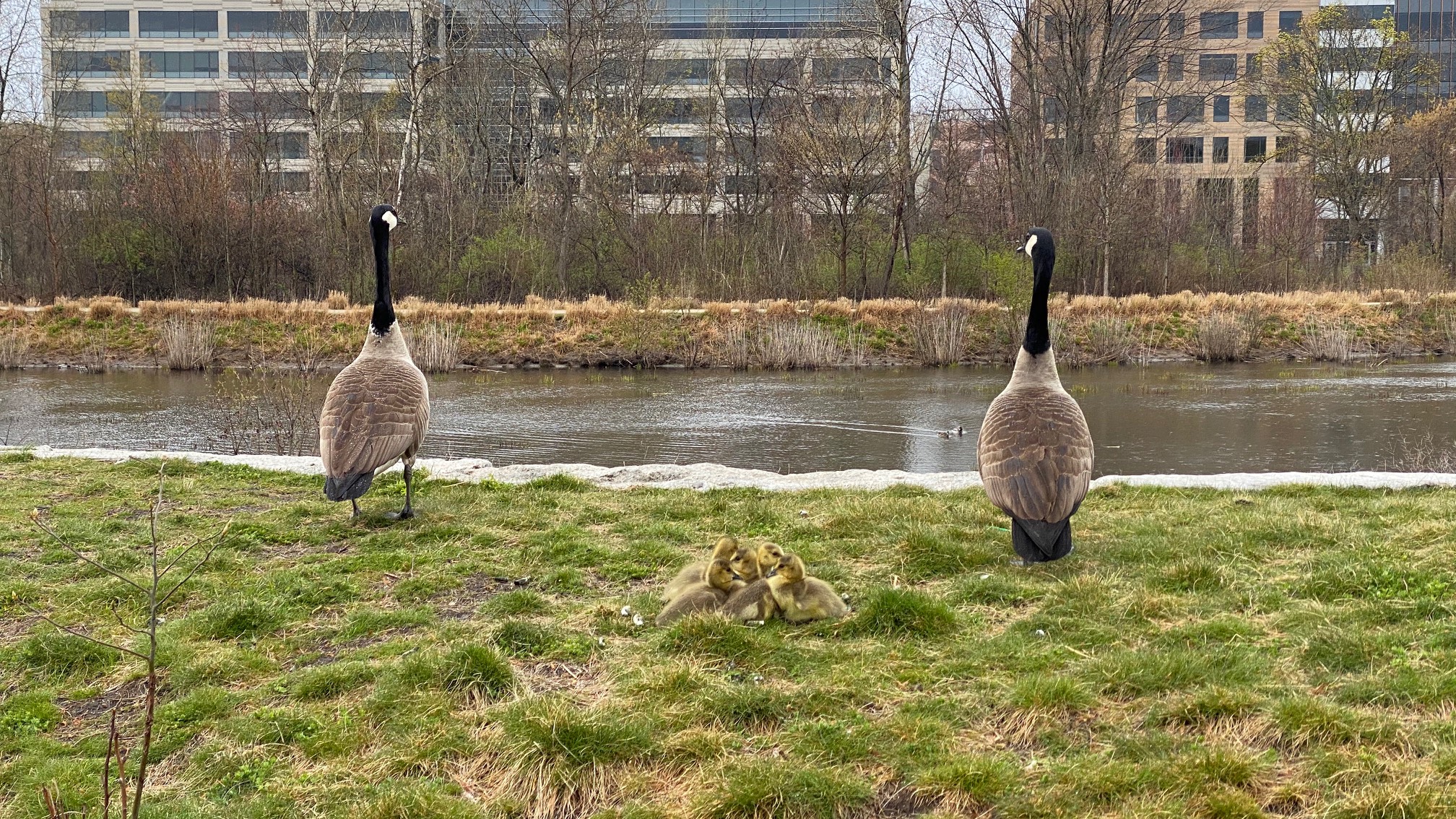 I saw this goose family.