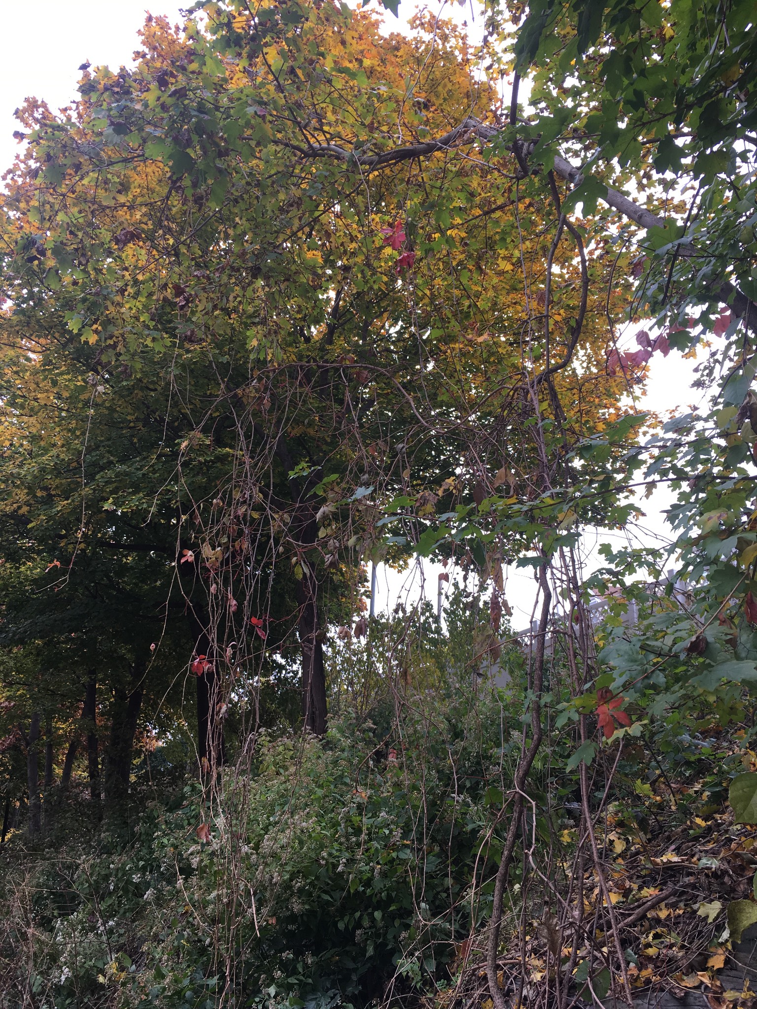 Grim autumnal hanging plants