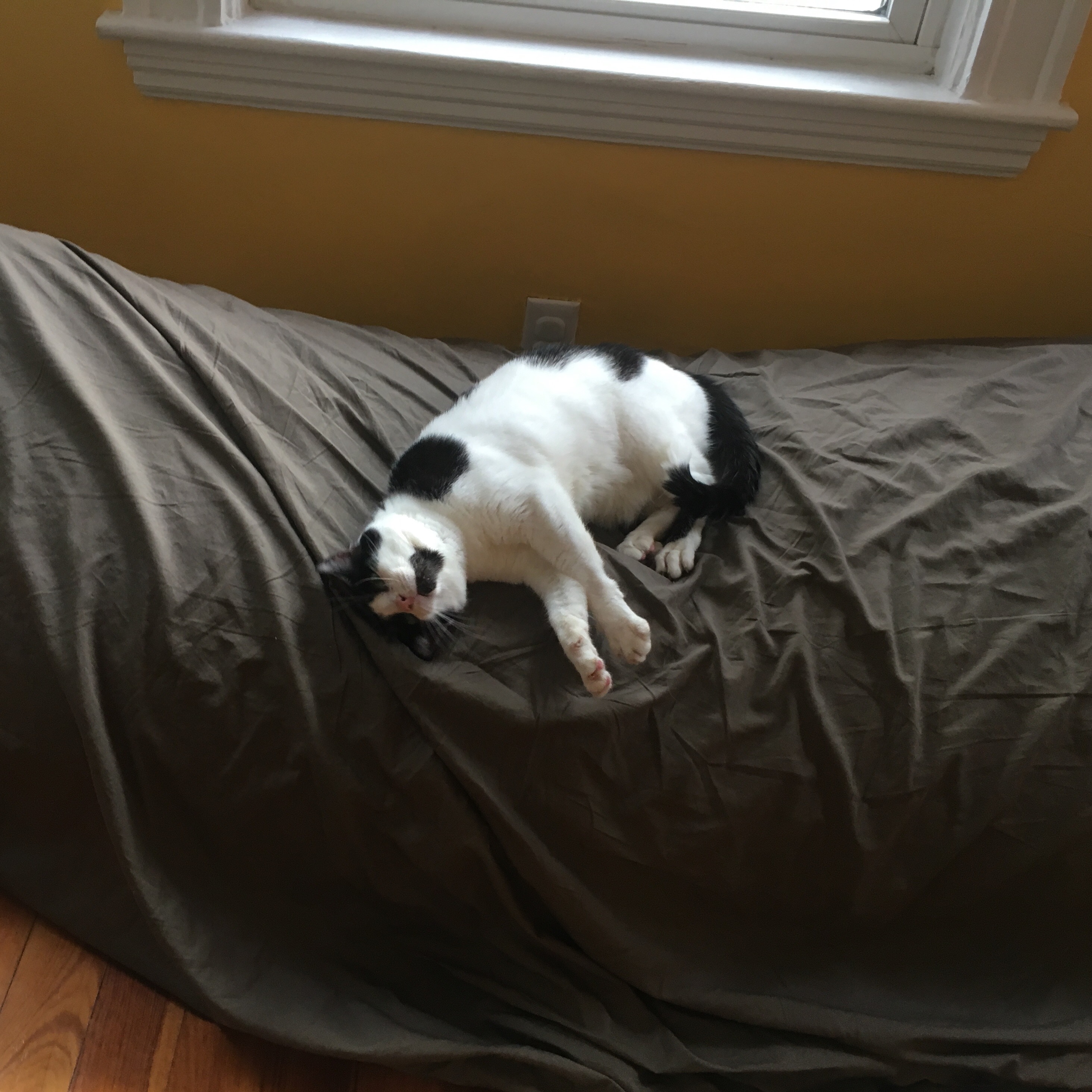 Bonus Cat this morning. He's probably still that way now; the way I want to be!