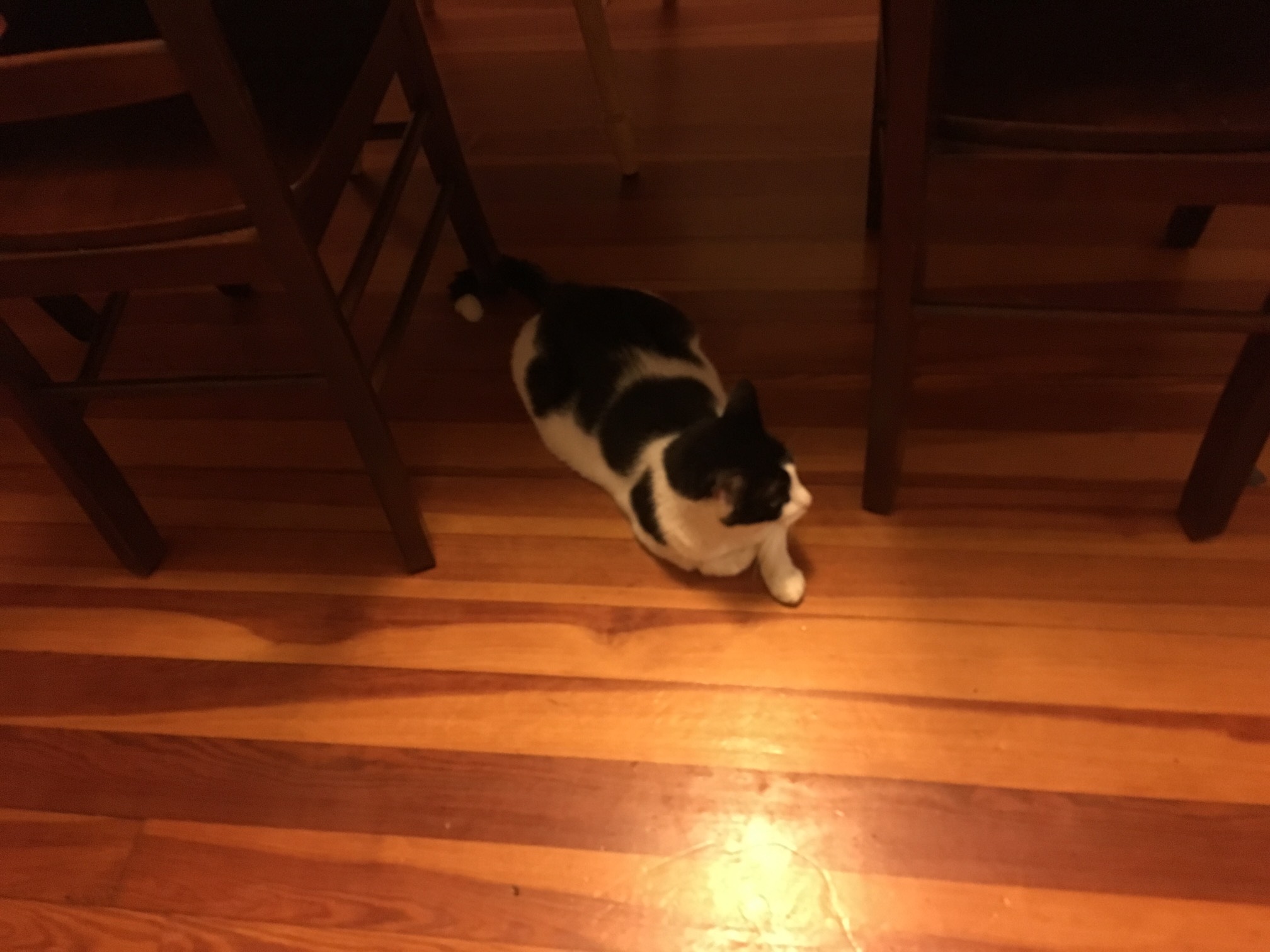 We're back! This guy is here; no environmental disaster befell the cats or the house, other than cat