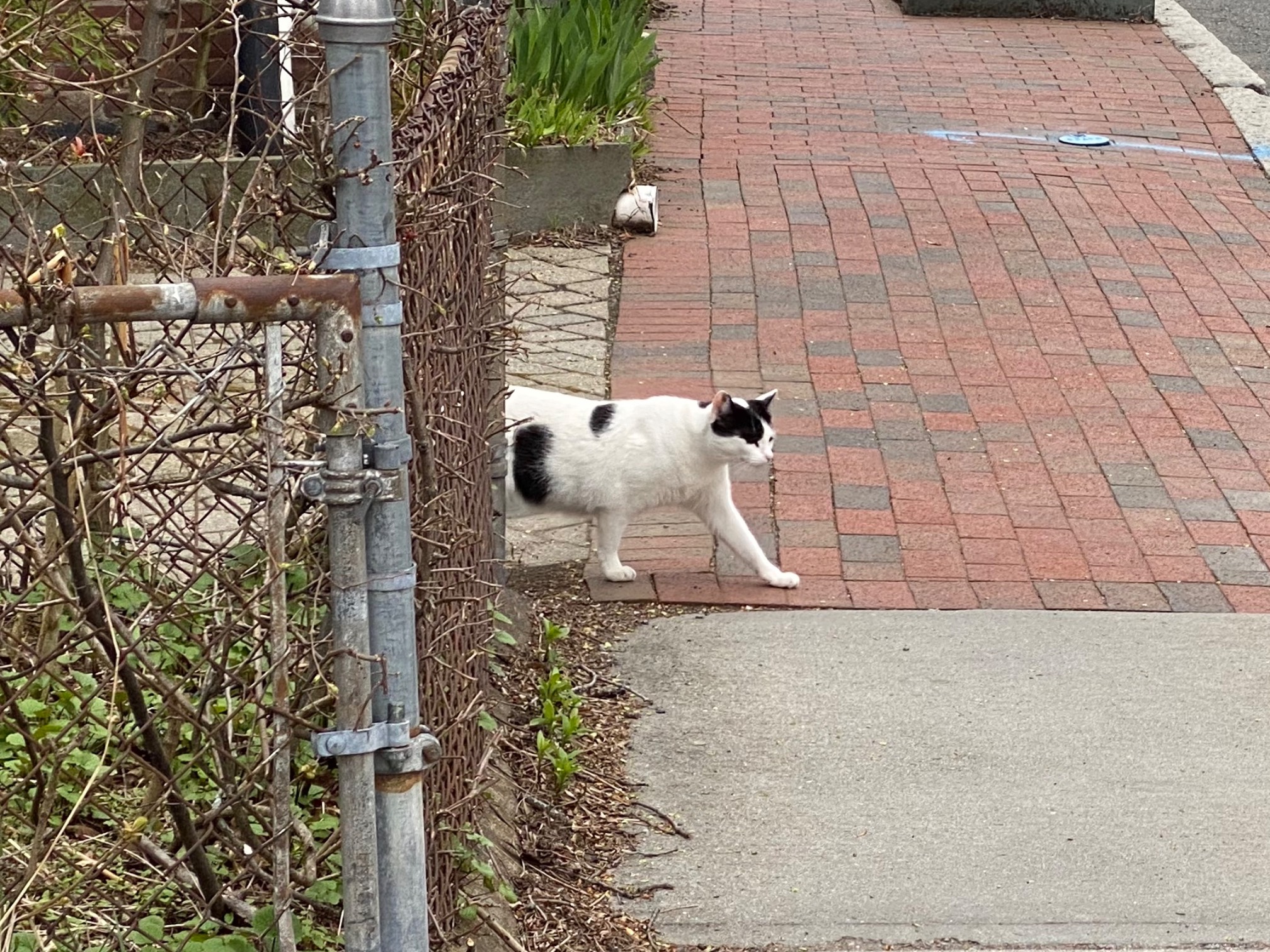 I like how this cat looks like a kid’s drawing.