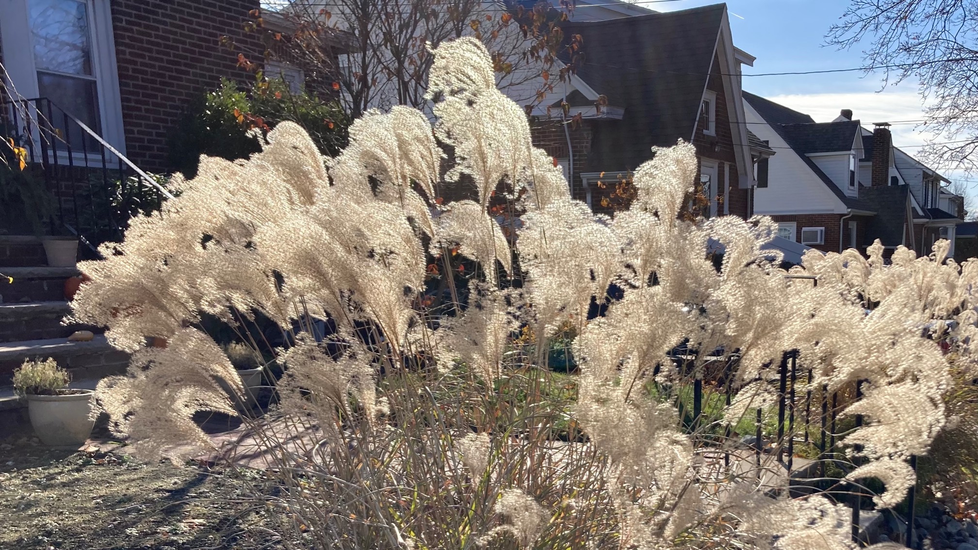 Katt told me this was pompous grass.Regardless, it looks pretty good with the right lighting