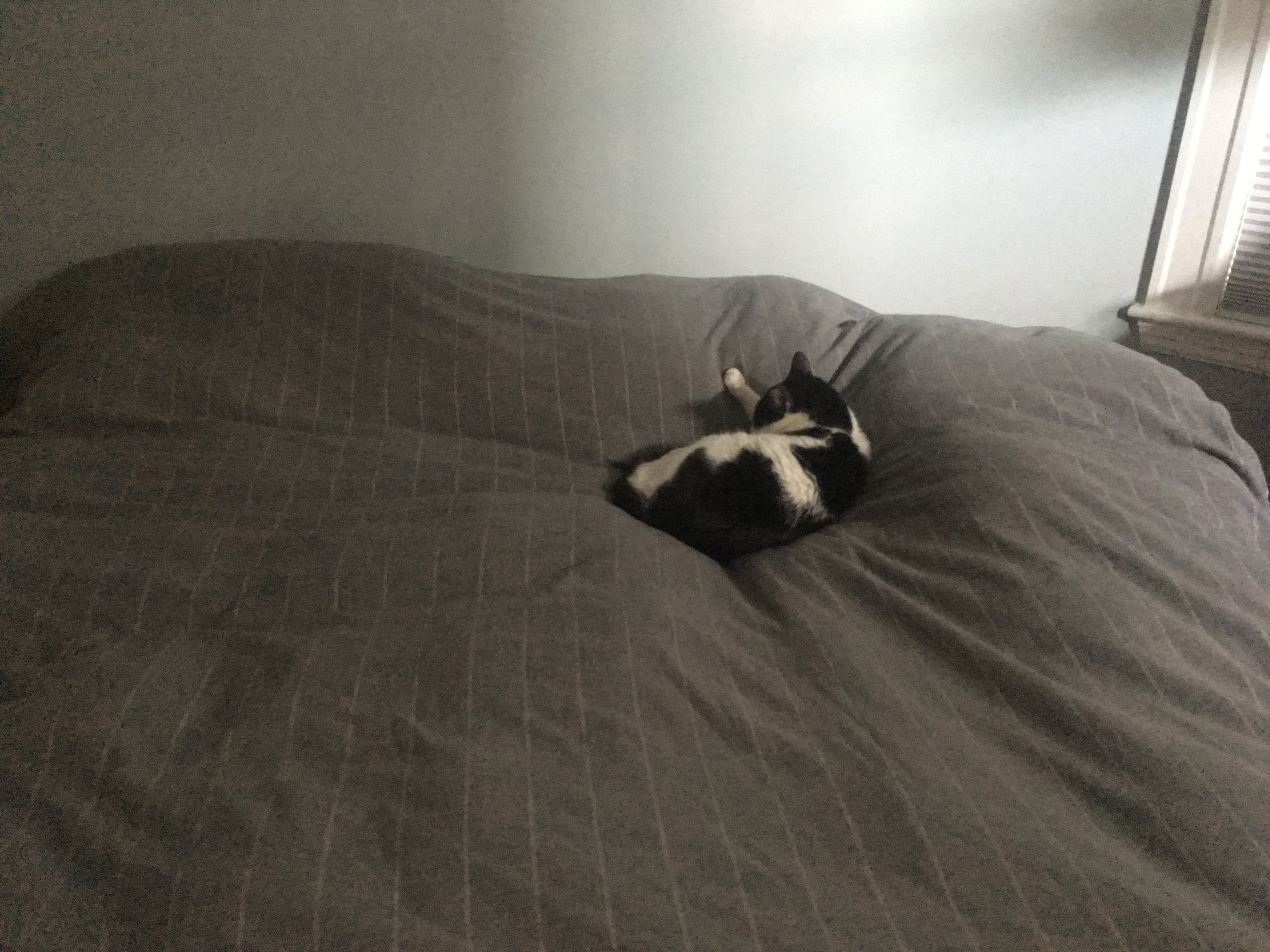 I came upon Bonus Cat in an unexpected place (where he's not supposed to be; it's a long story). But