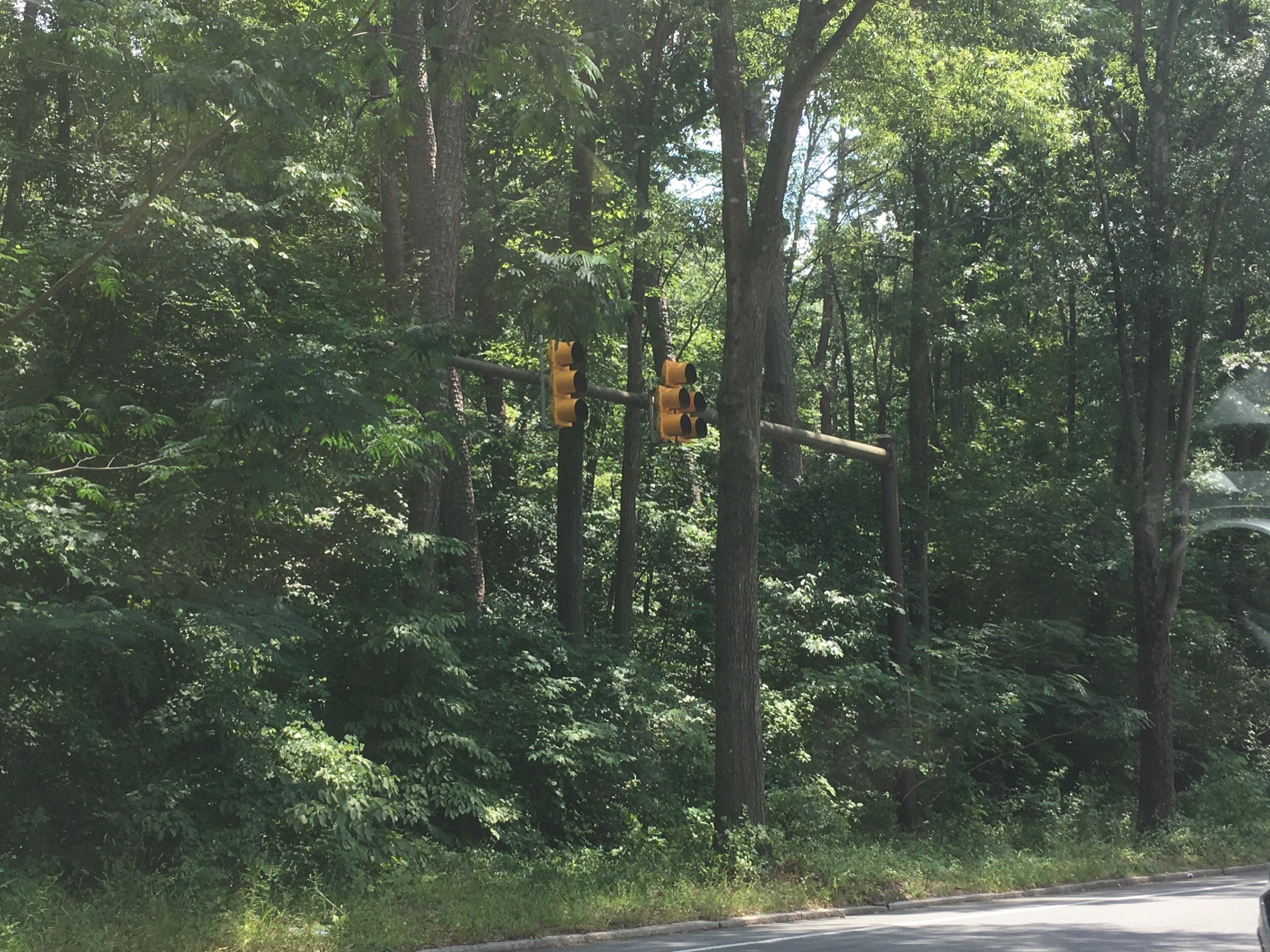 Forest traffic