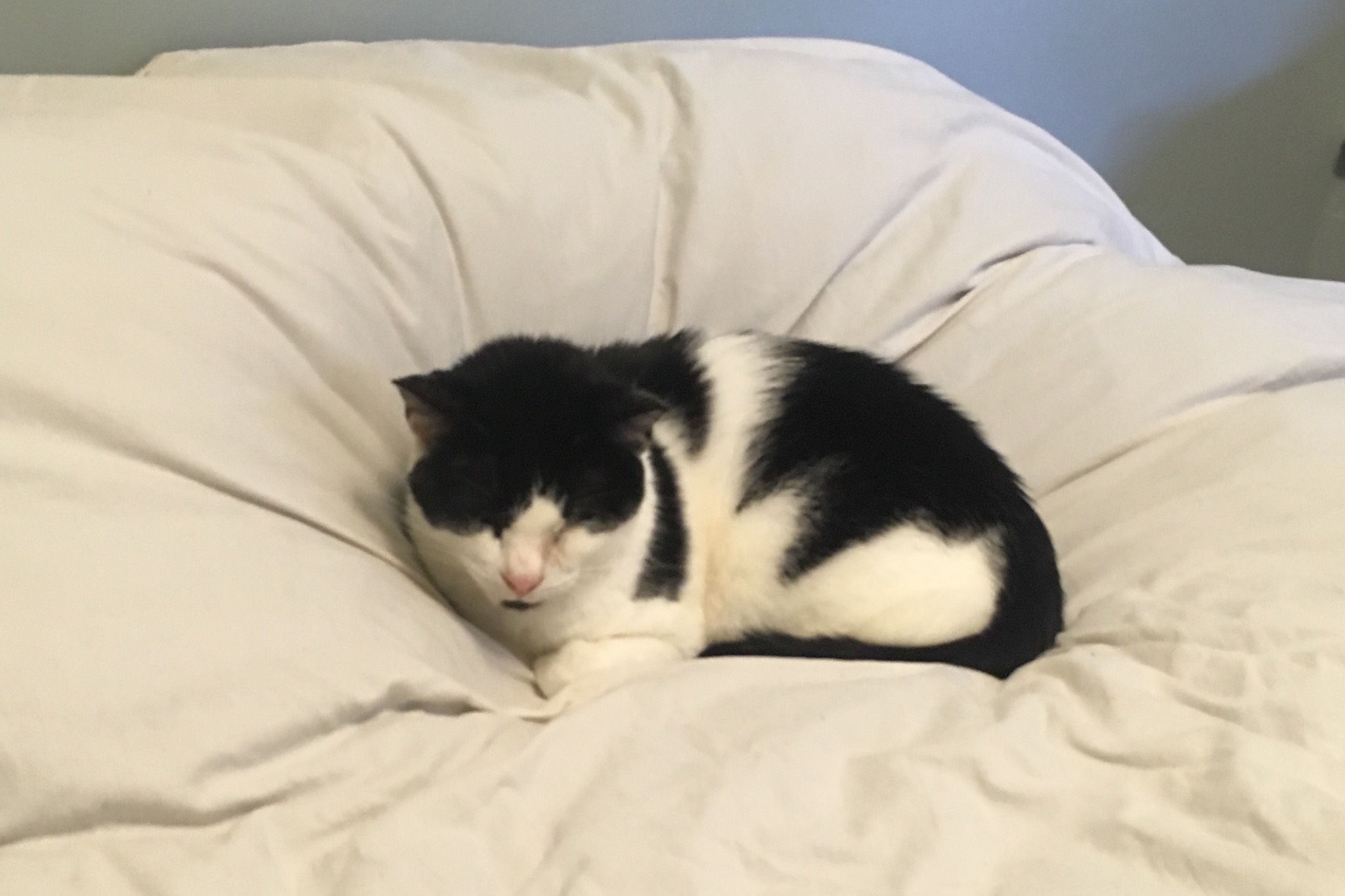 I always think I probably I am not learning as much from Bonus Cat as I should.
