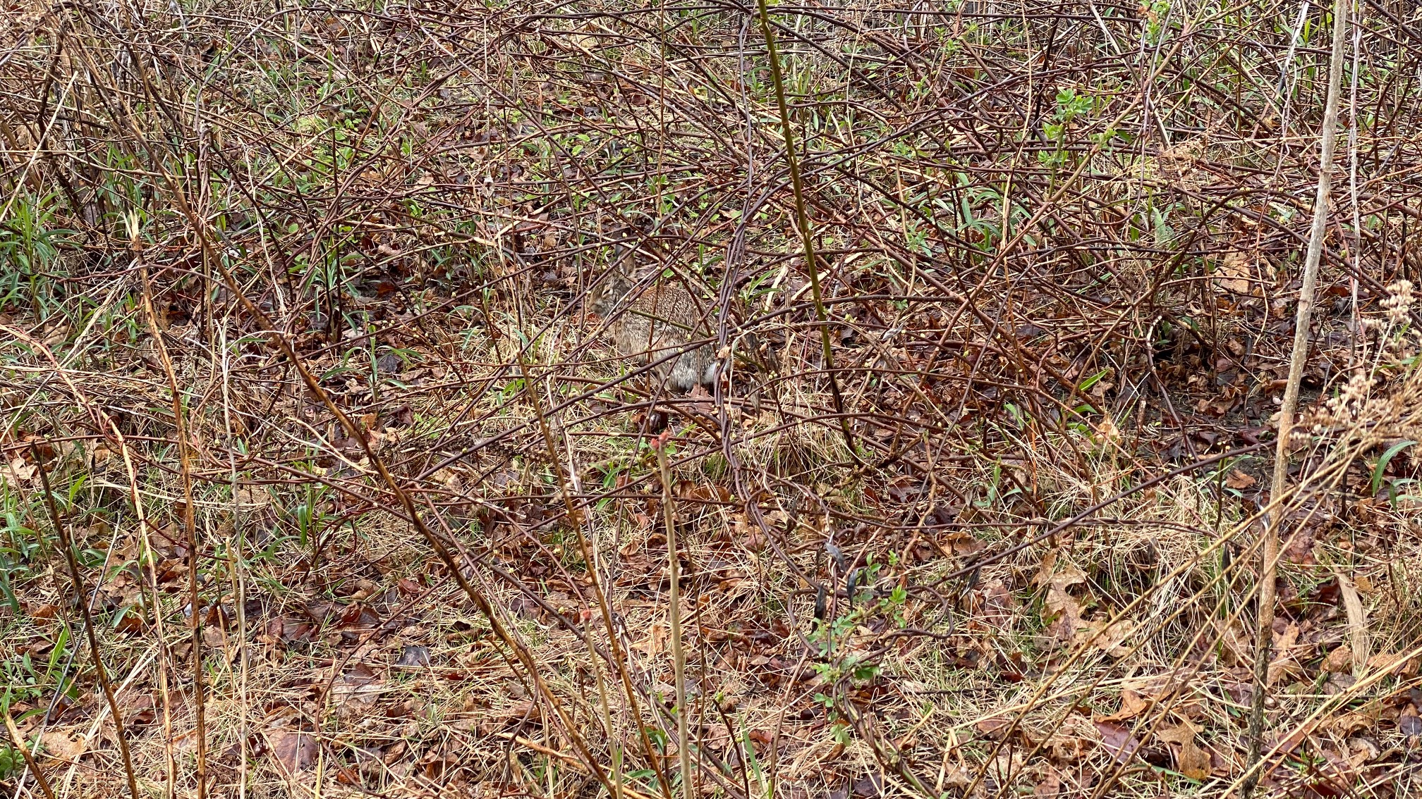 There’s a rabbit in here.
