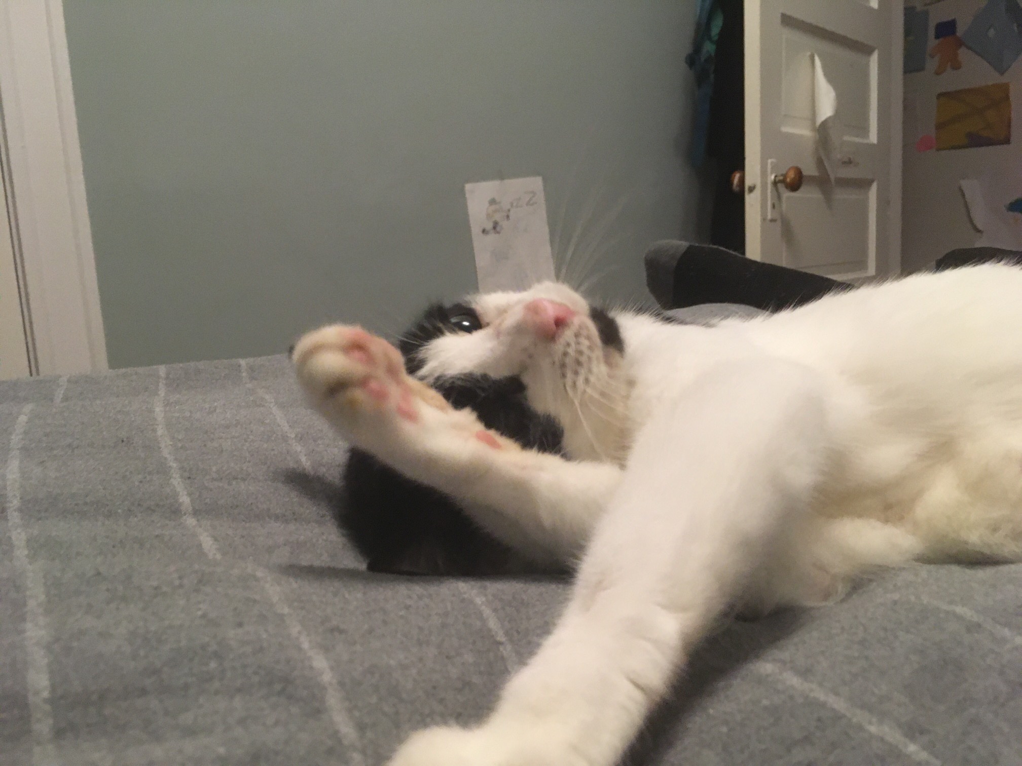 Head wipe
