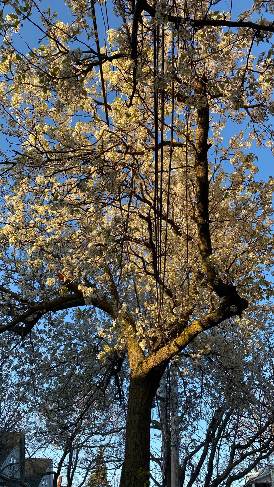 Sunlight on trees is nice.