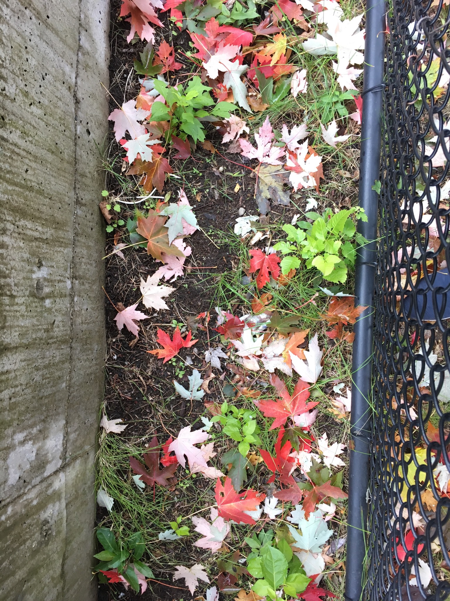 Leaf variety alley