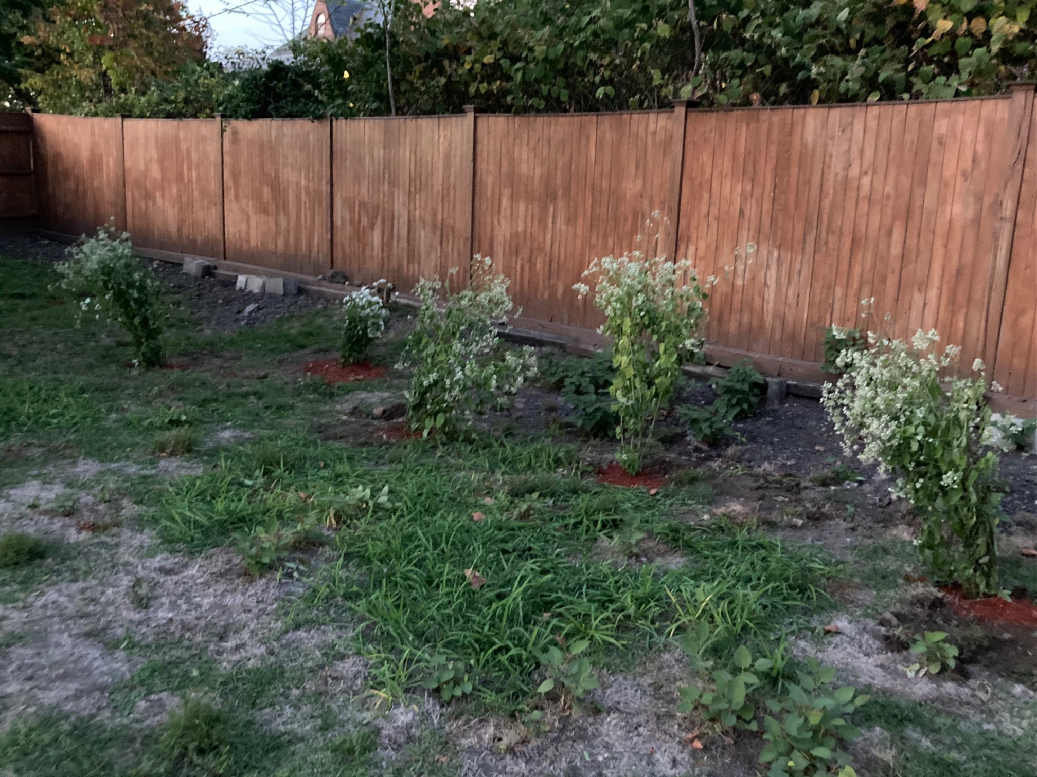 We planted some poisonous snakeroot root to fight off the knotweed. (Only poisonous if you eat it; s
