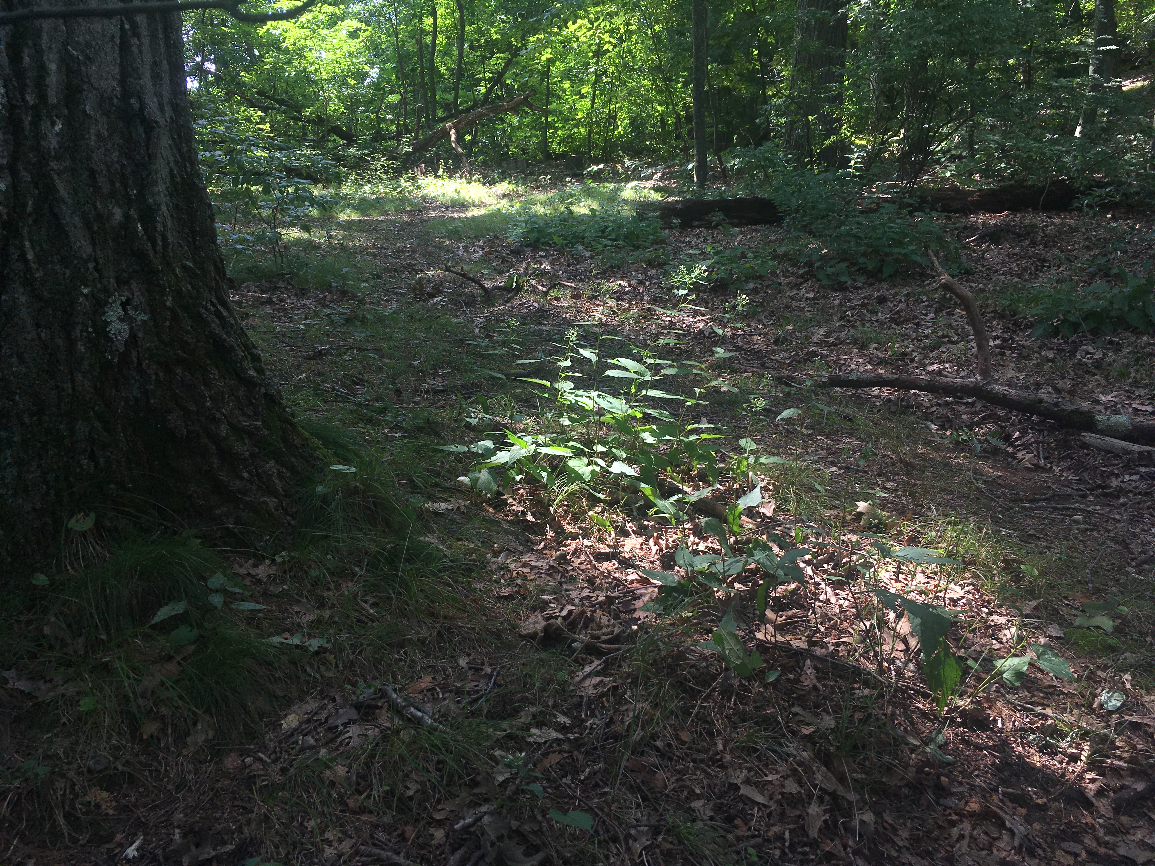 Forest lighting is so good.