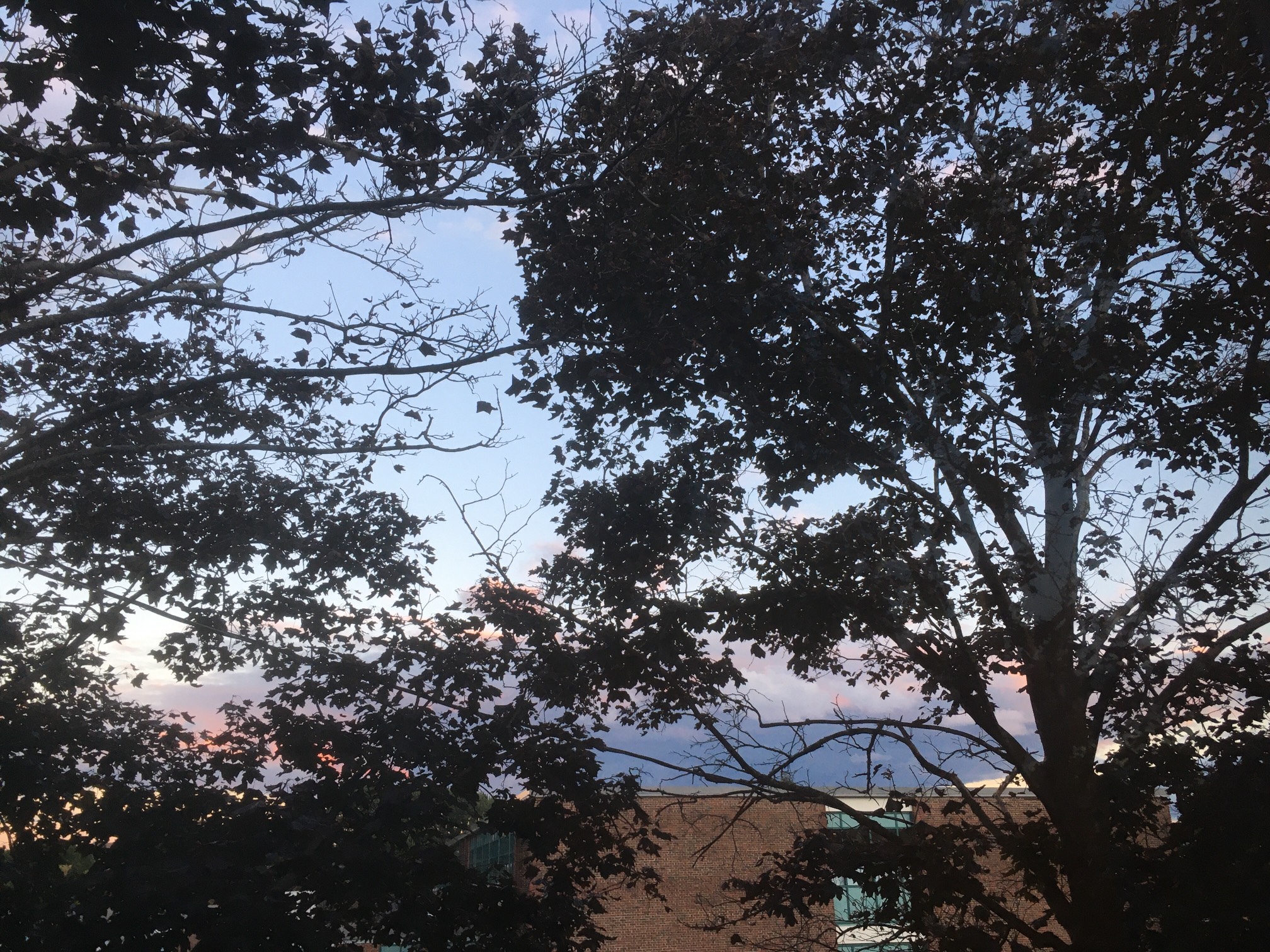 There’s a lot of trees in this shot, so you’re going to have to trust me about the quality of this s