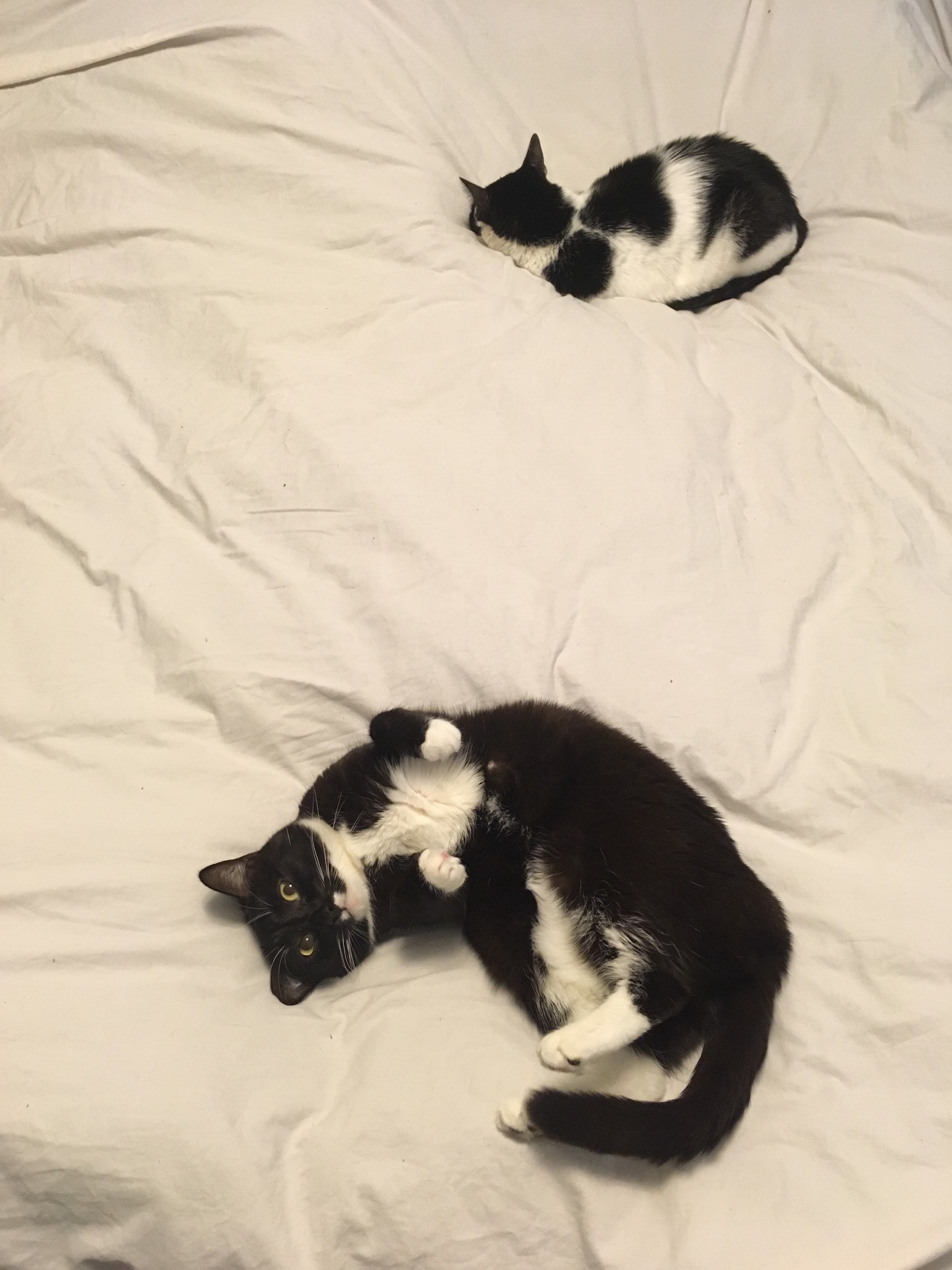 The cat plane