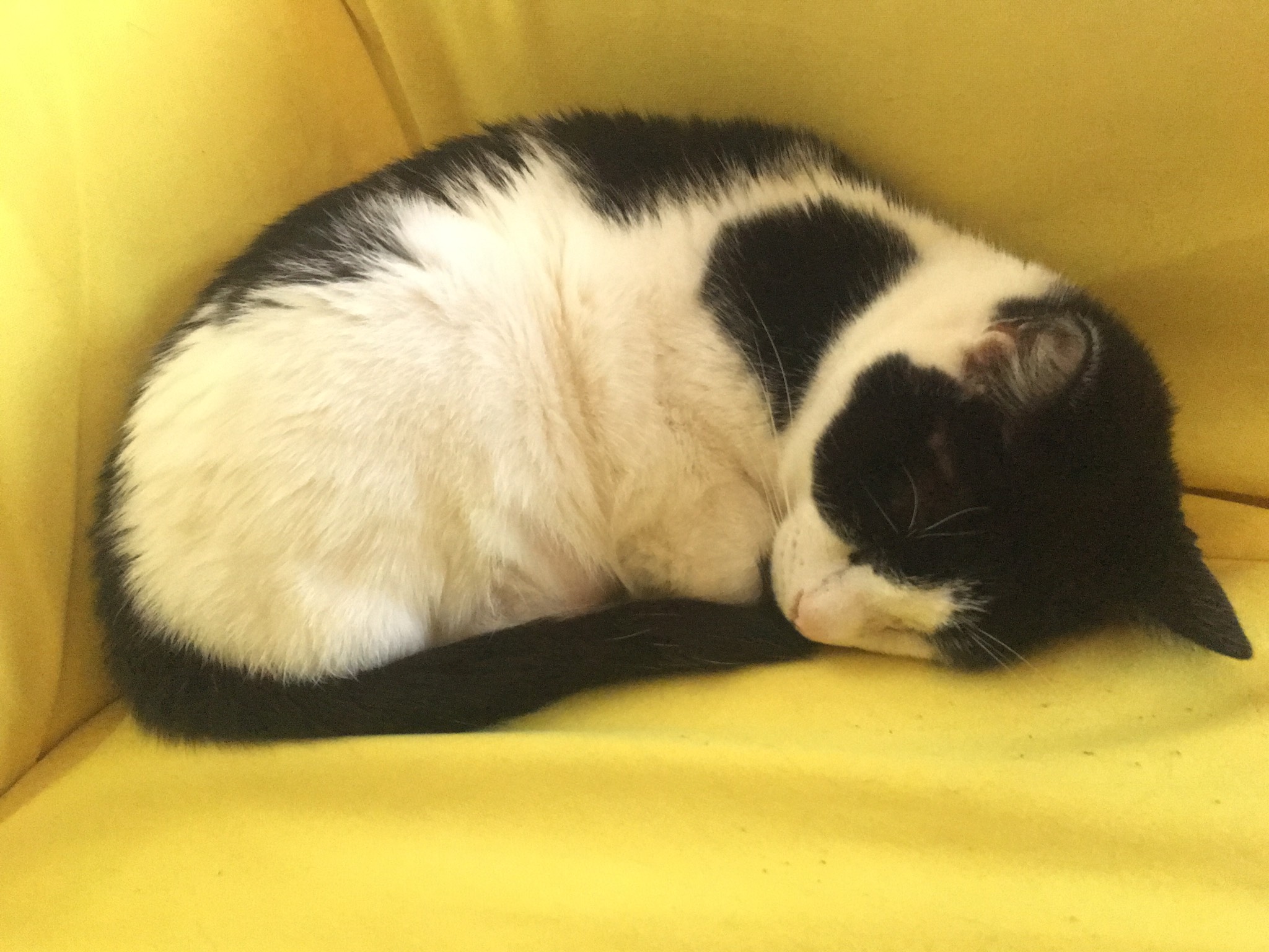 Tail support