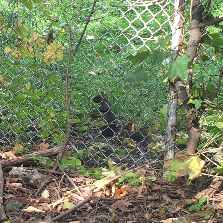 The Black Squirrel! (I think there are at least three in the Cambridge-Somerville area.)