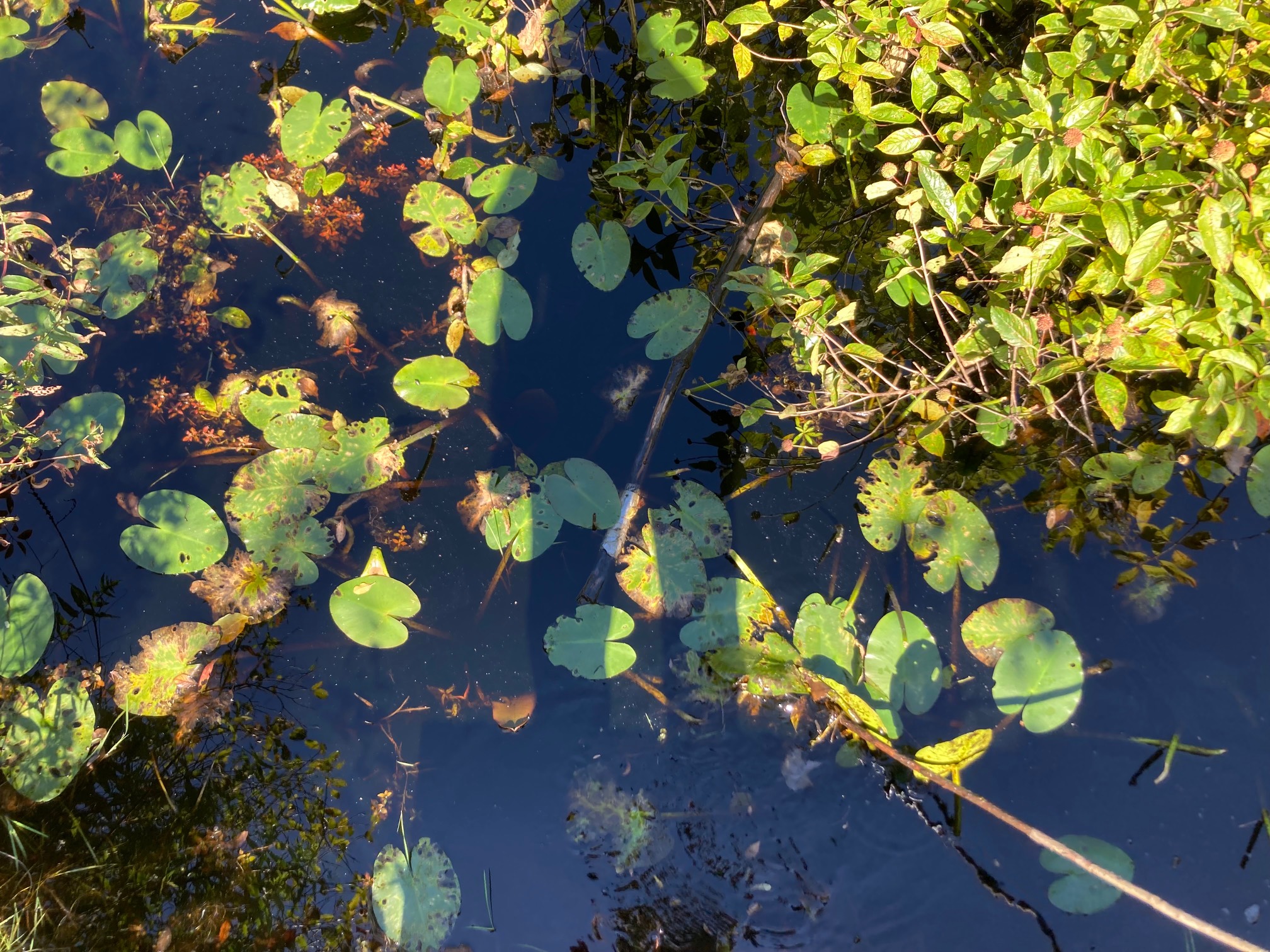Video games and cartoons have made me think lily pads are freestanding plants that you use to ride d
