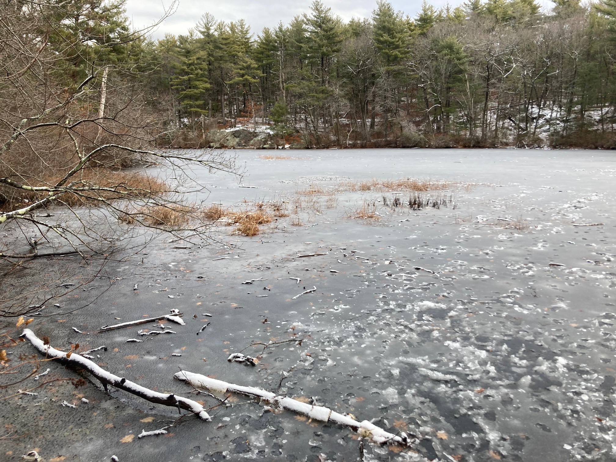 Frozen pond with animal footprints