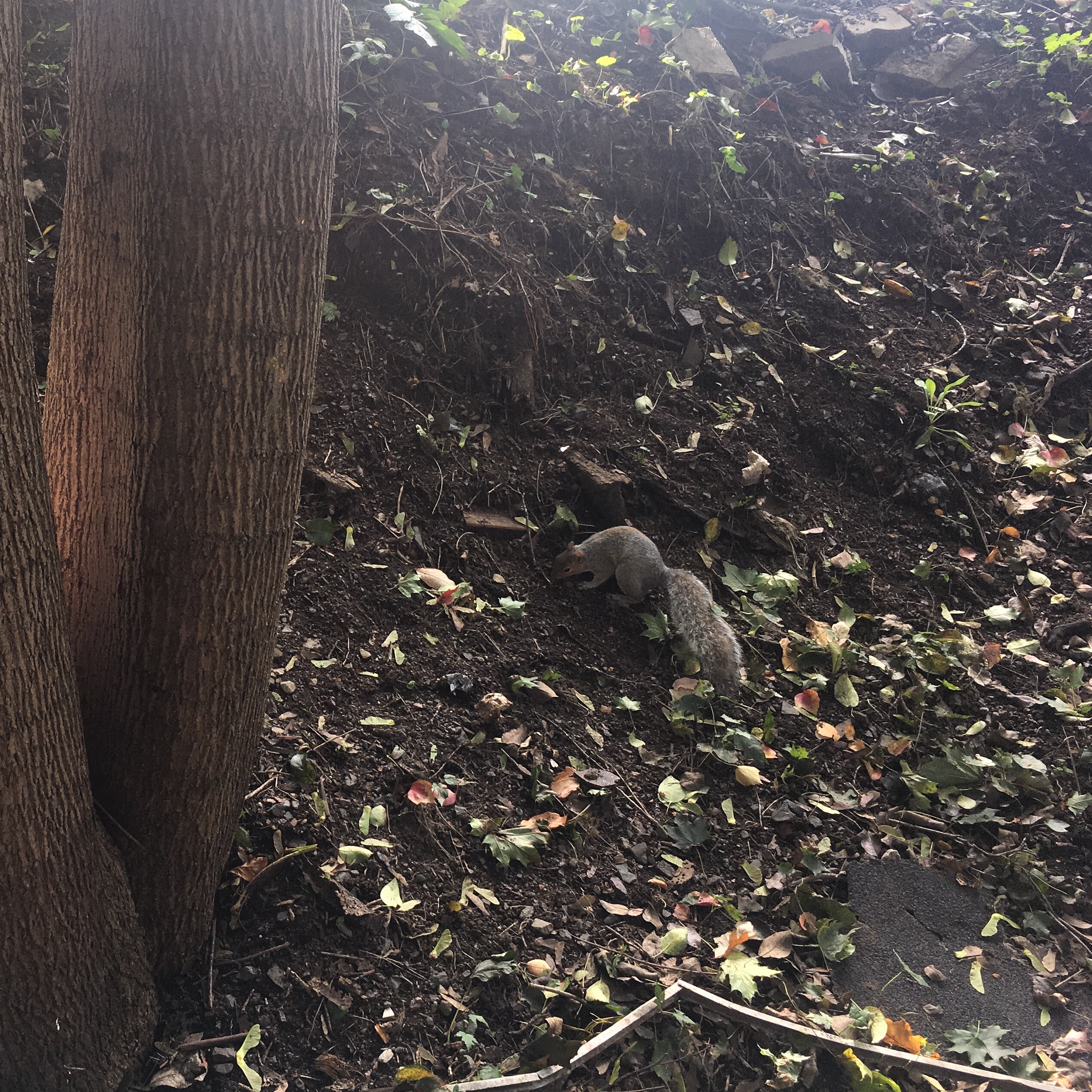 The regular squirrel! They are definitely bolder this time of year. 