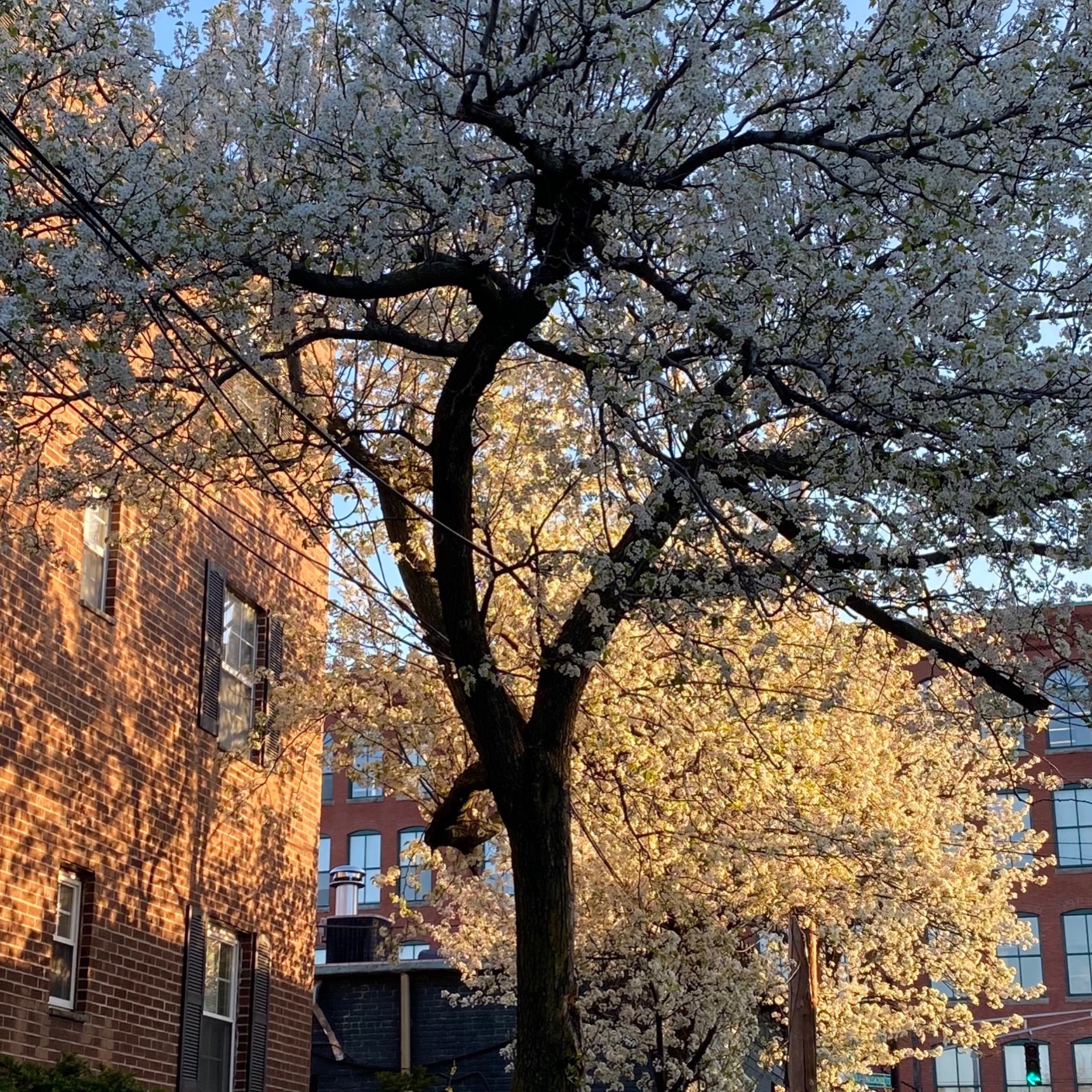 Trees with differing amounts of sunlight on them