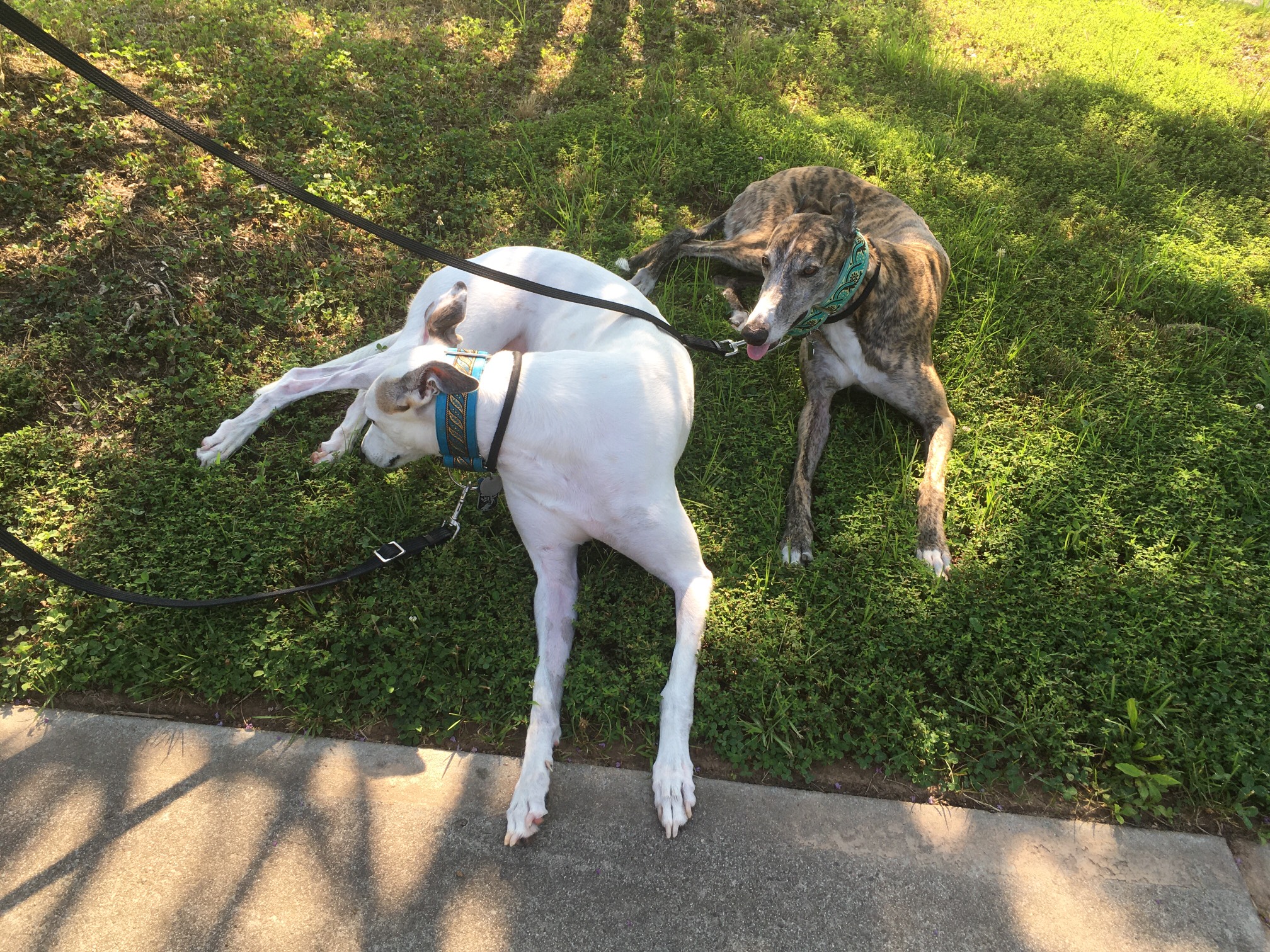 Advanced robot dogs
