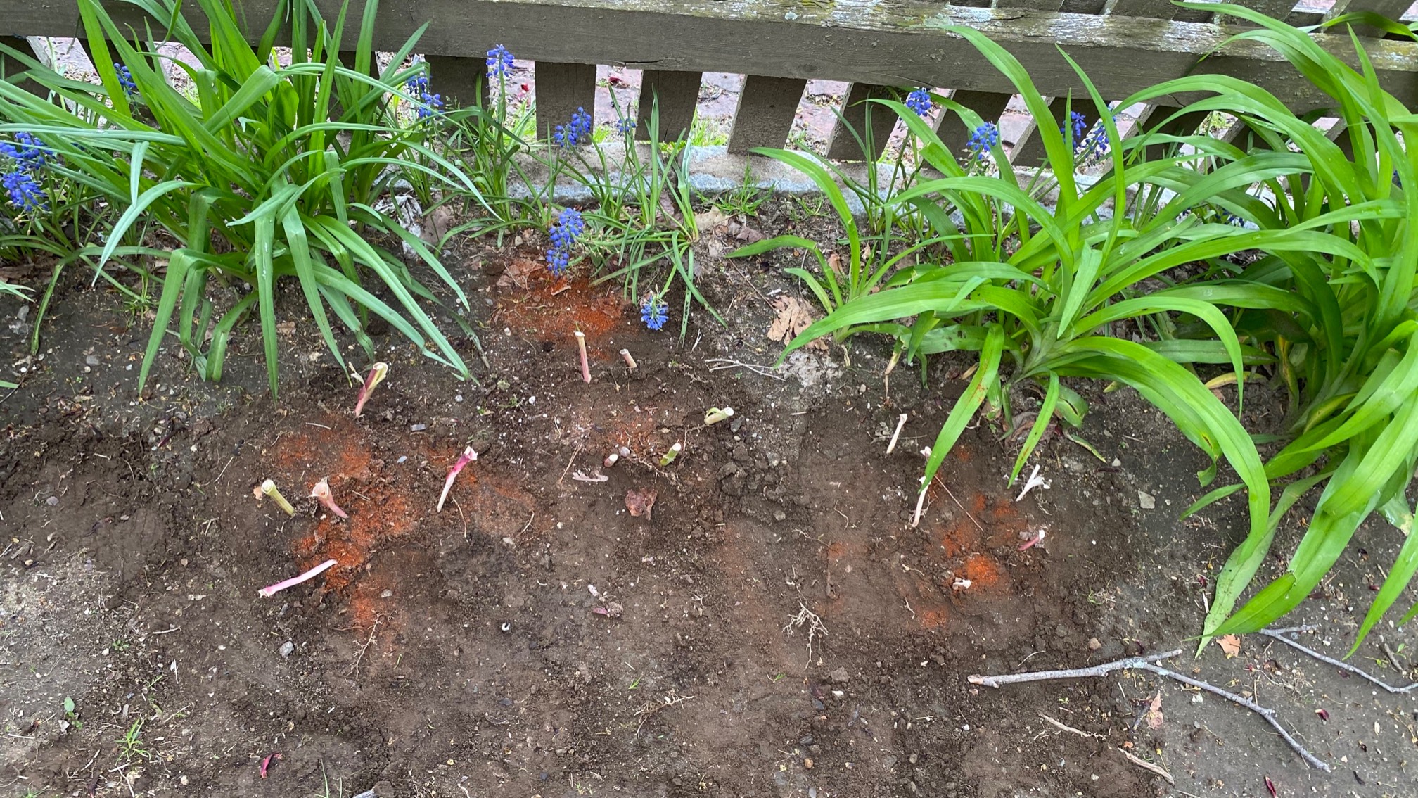 A friend gave me some tulip bulbs, so I planted them. I don’t know what I’m doing, but they are cove