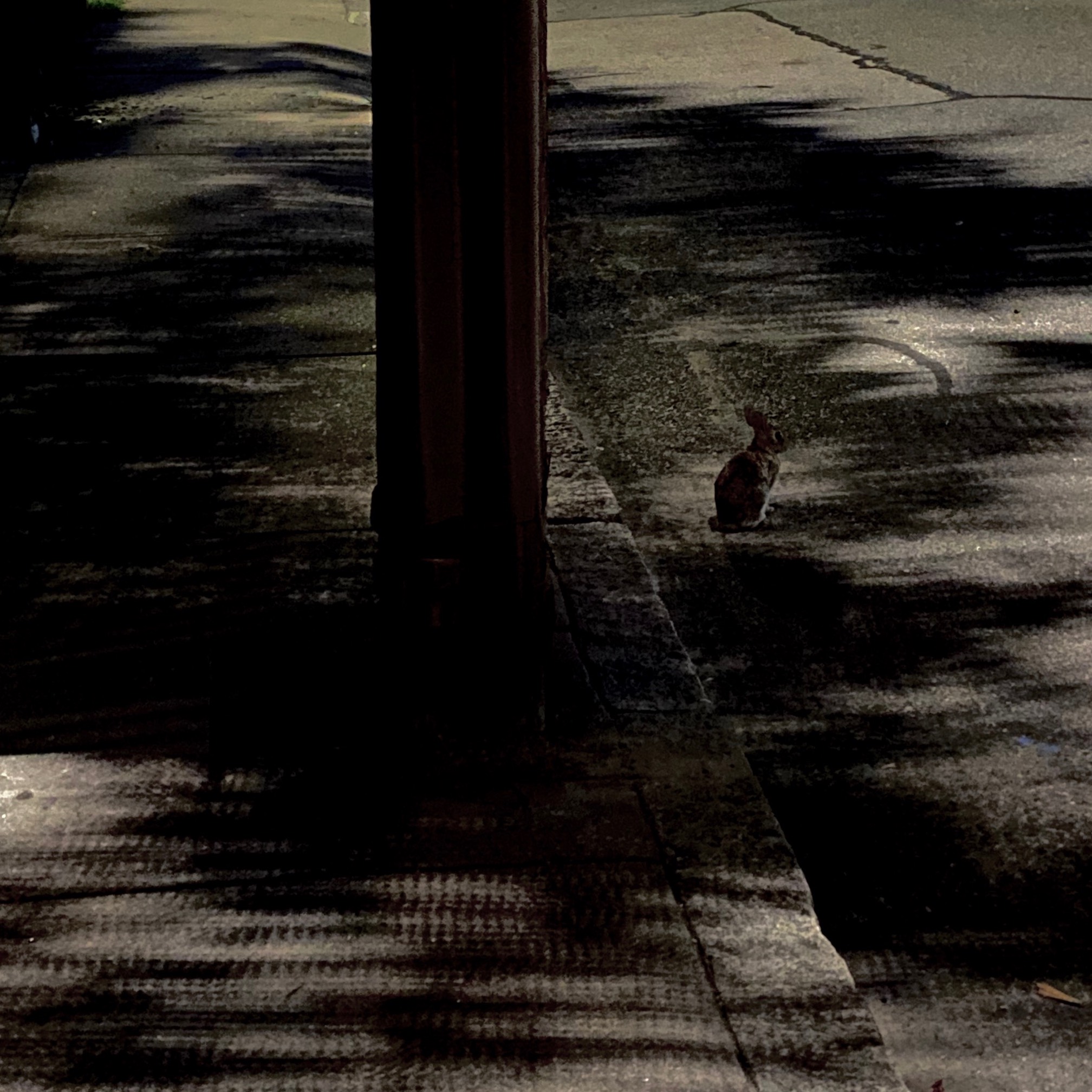 Night rabbit